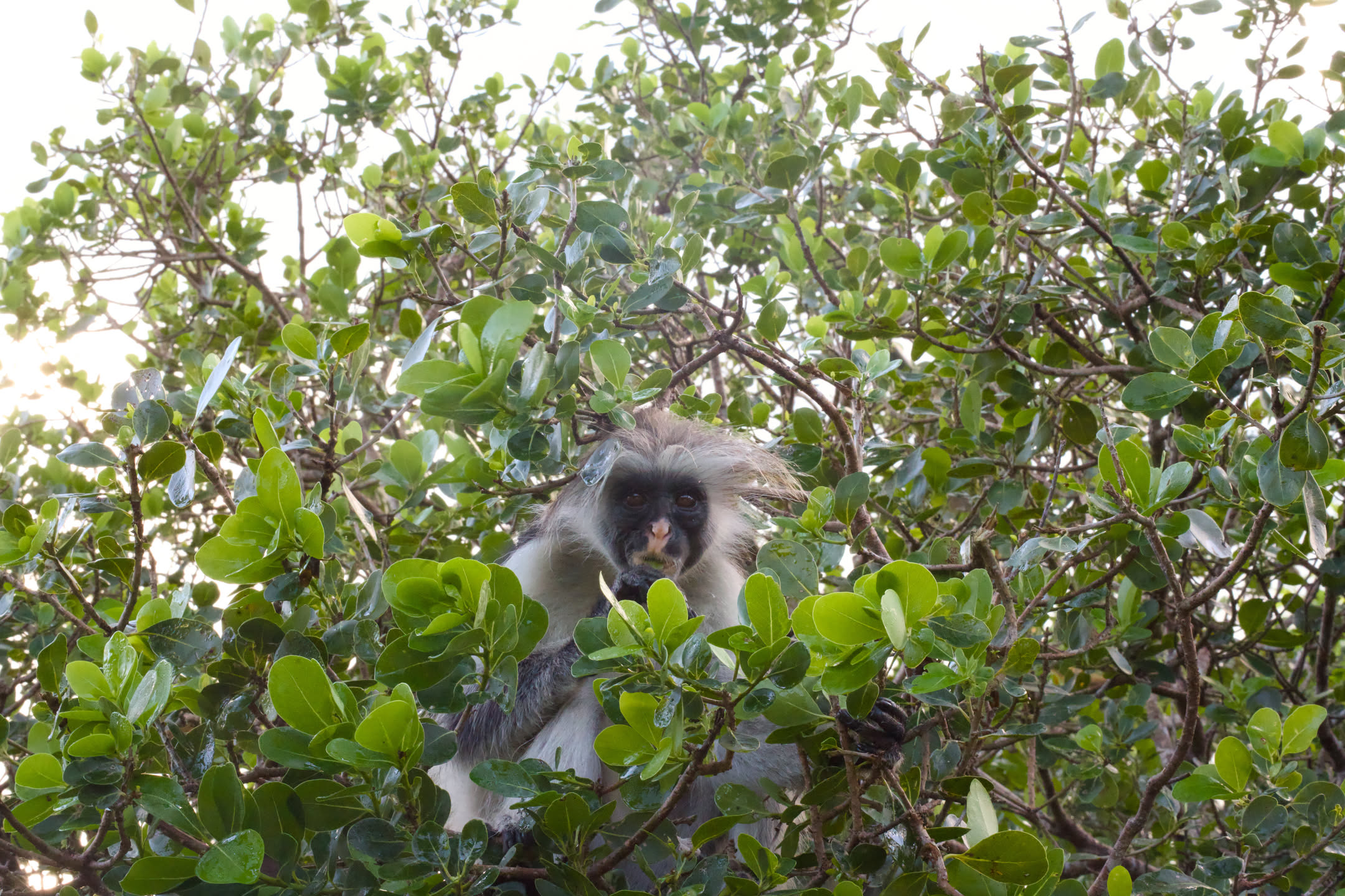 Zanzibar, photograph 44 of 61