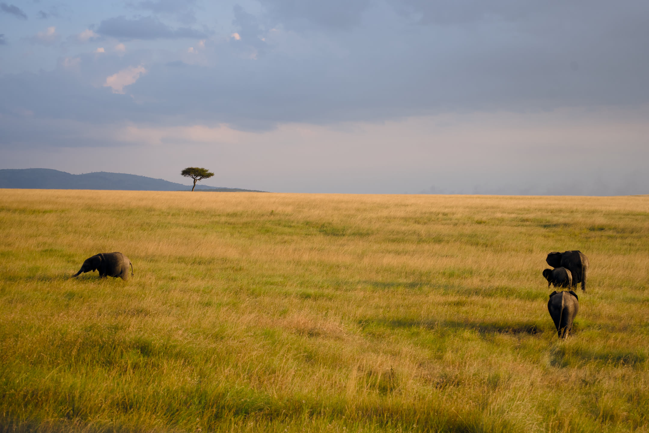 Masai Mara, photograph 169 of 187