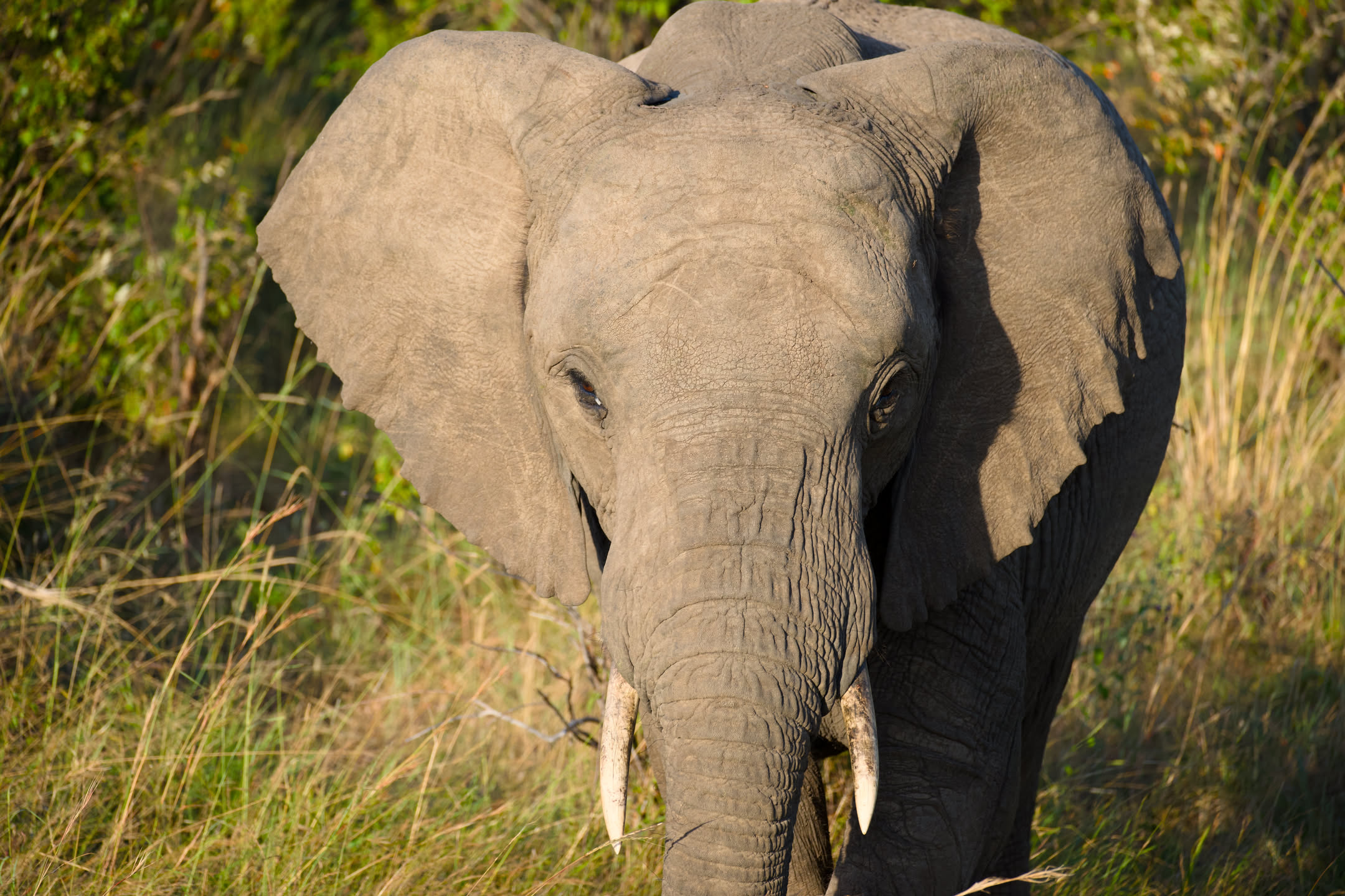 Masai Mara, photograph 52 of 187