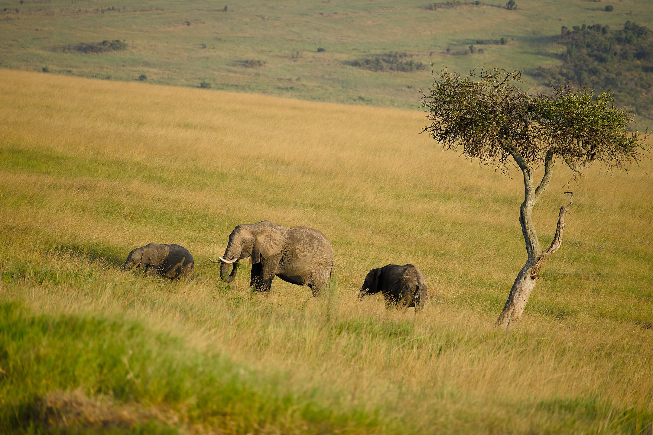 Masai Mara, photograph 173 of 187