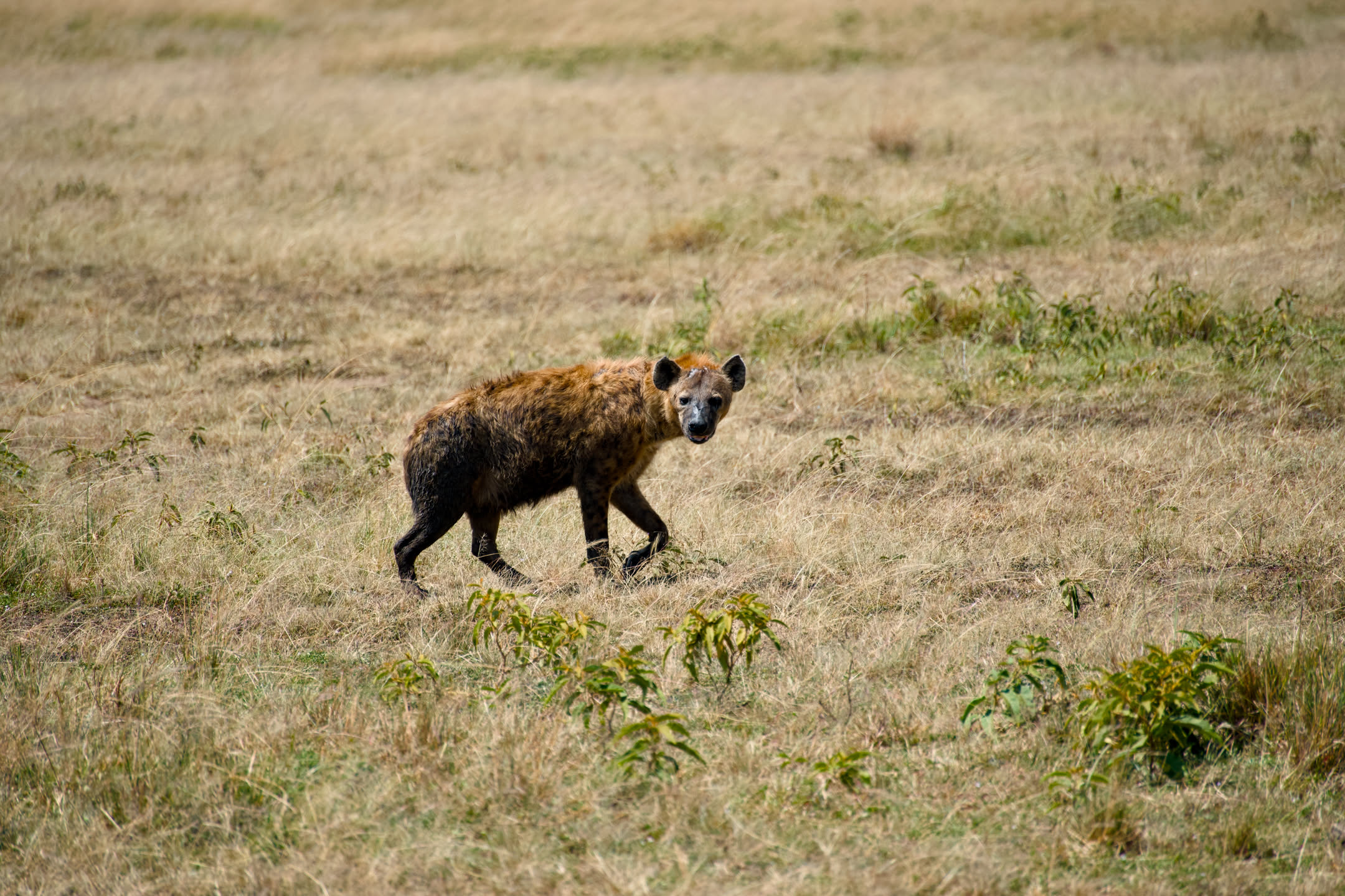 Masai Mara, photograph 116 of 187