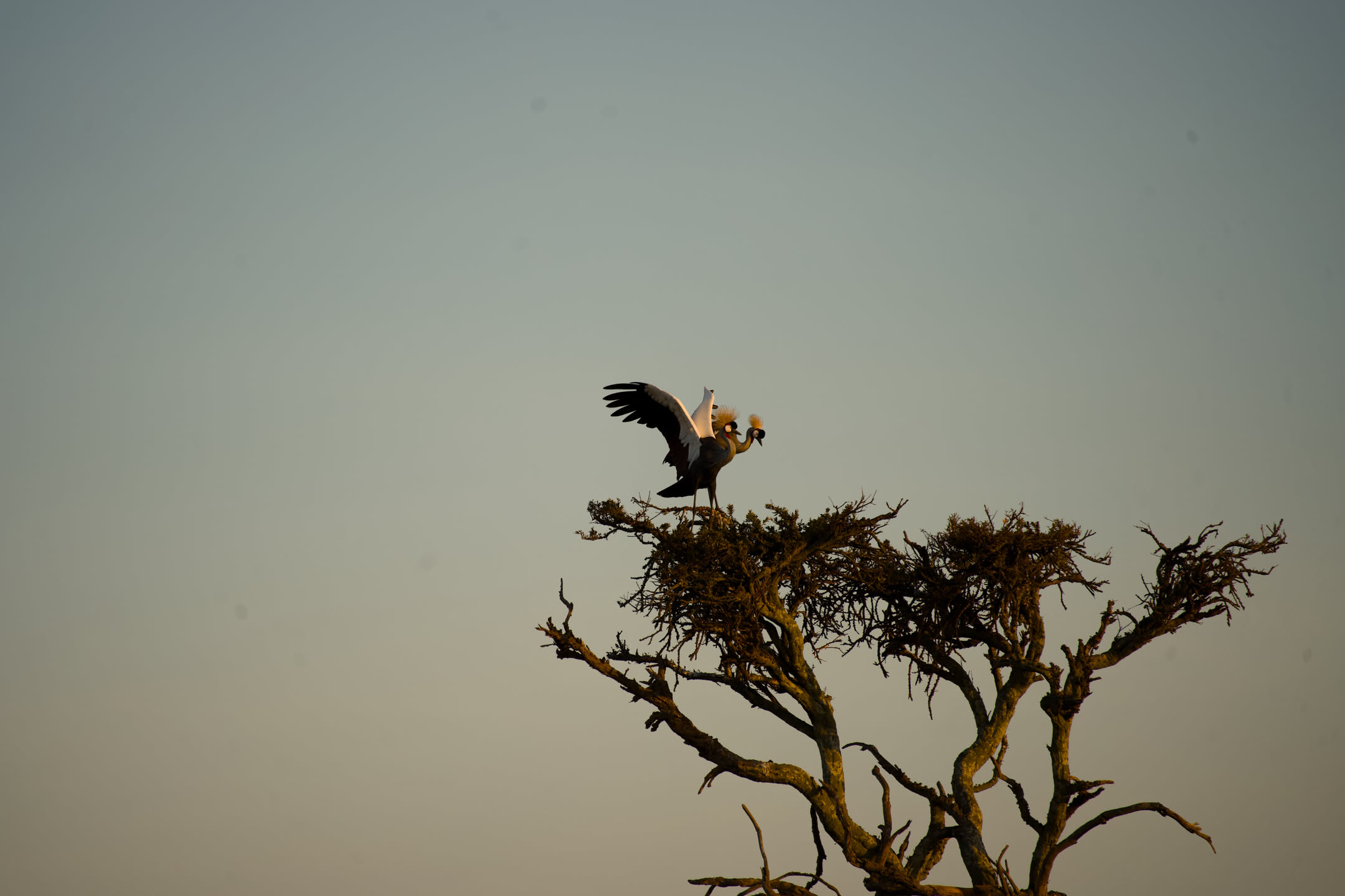 Masai Mara, photograph 58 of 187