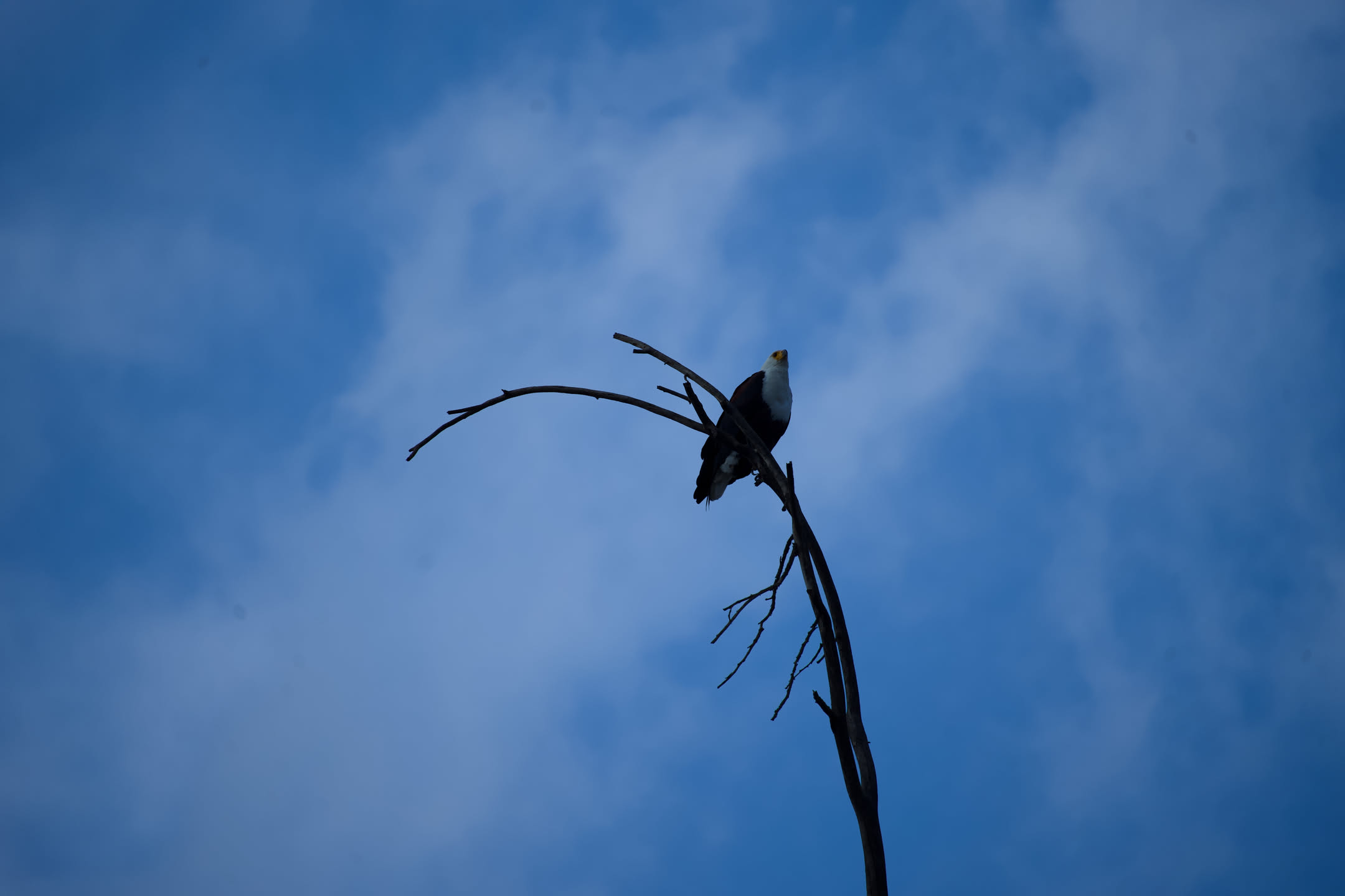 Masai Mara, photograph 2 of 187