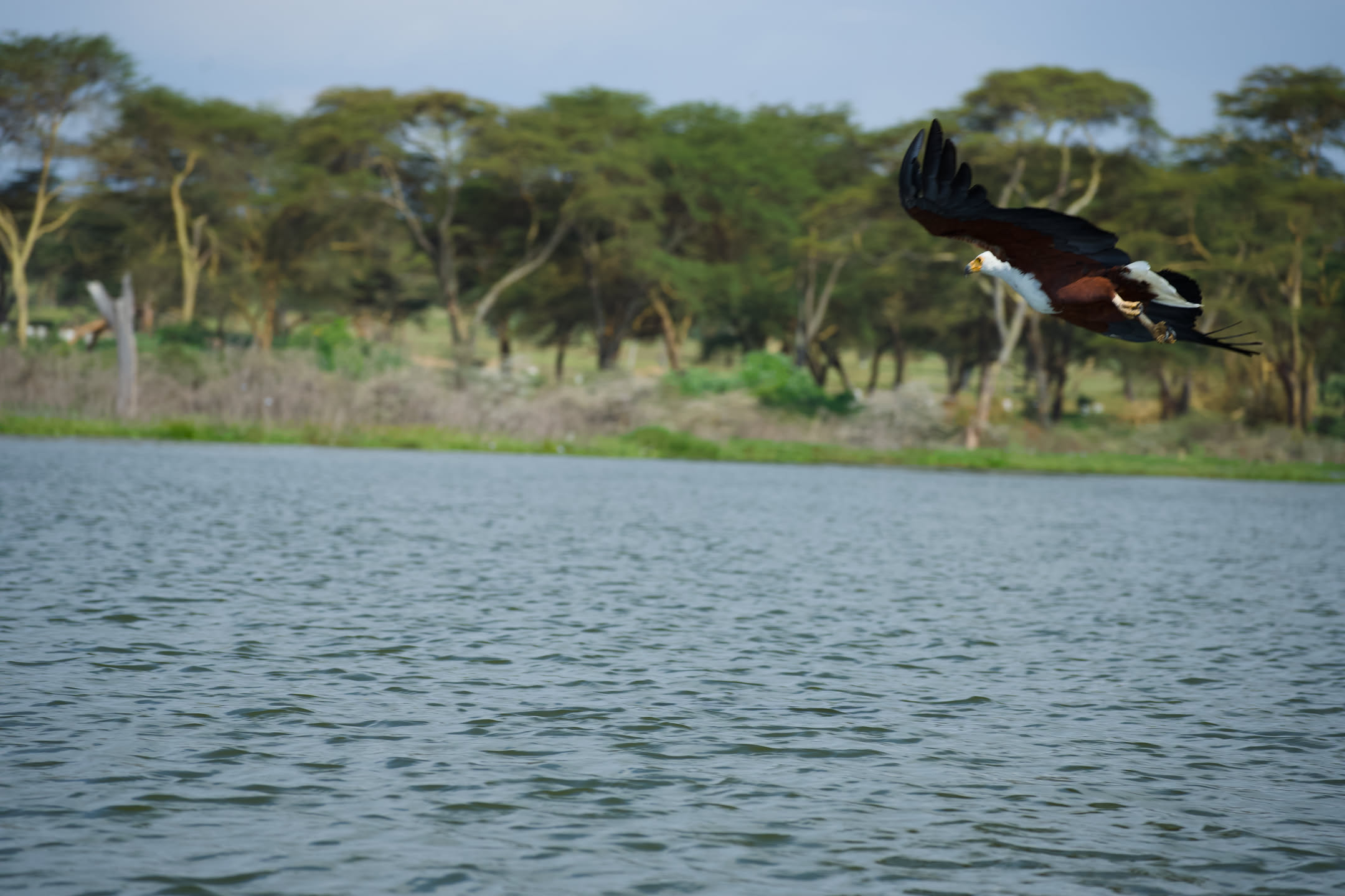 Masai Mara, photograph 2