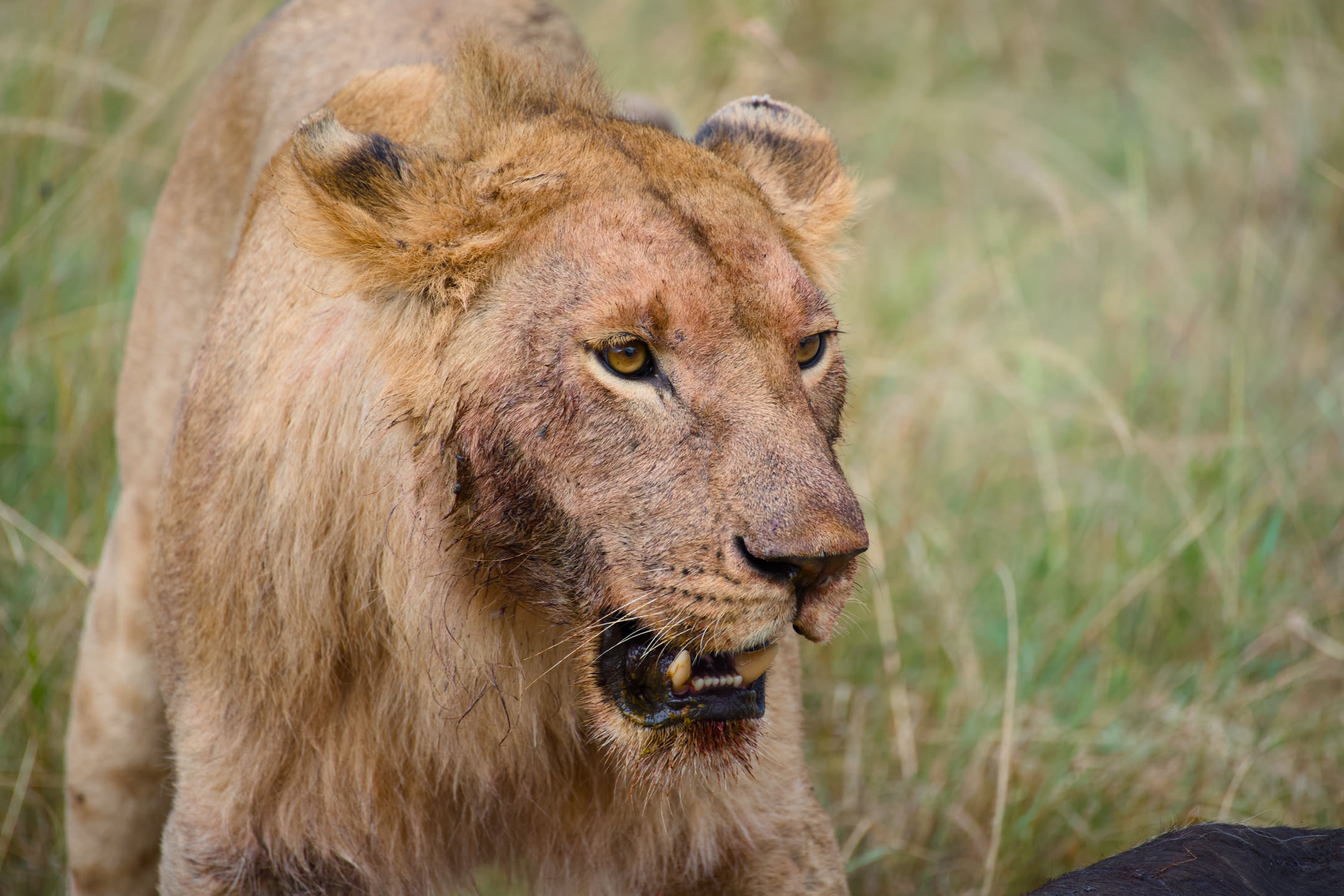 Masai Mara, photograph 3