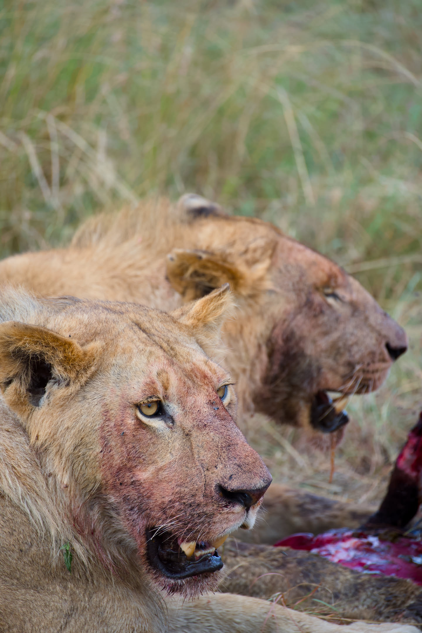 Masai Mara, photograph 95 of 187