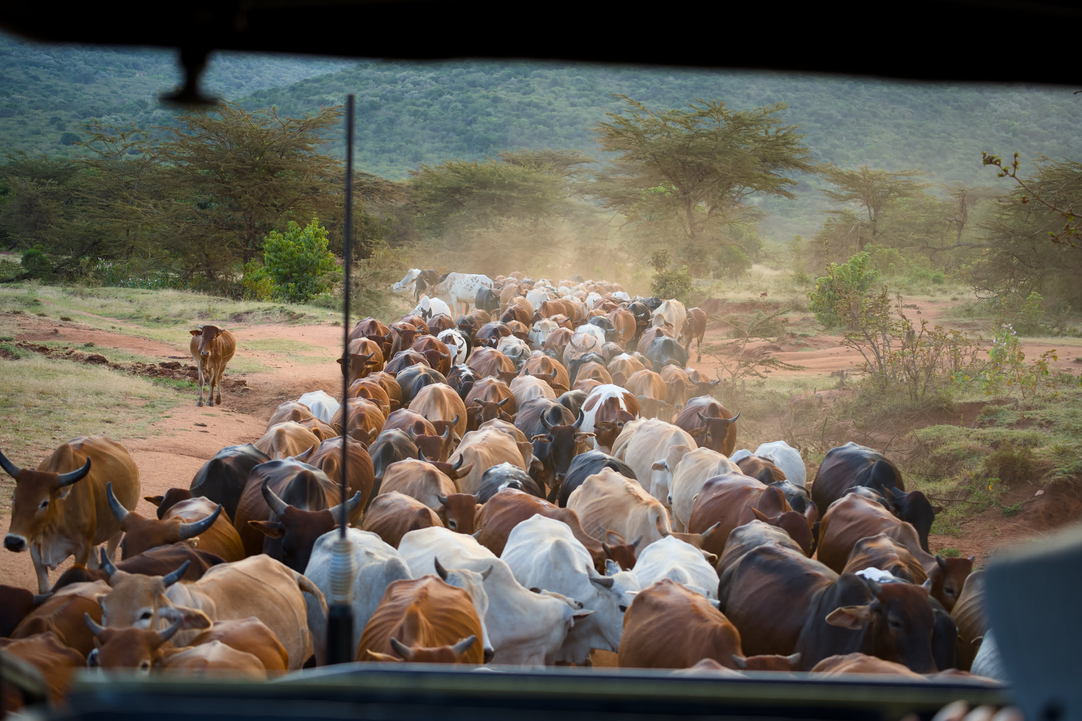 Masai Mara, photograph 64 of 187