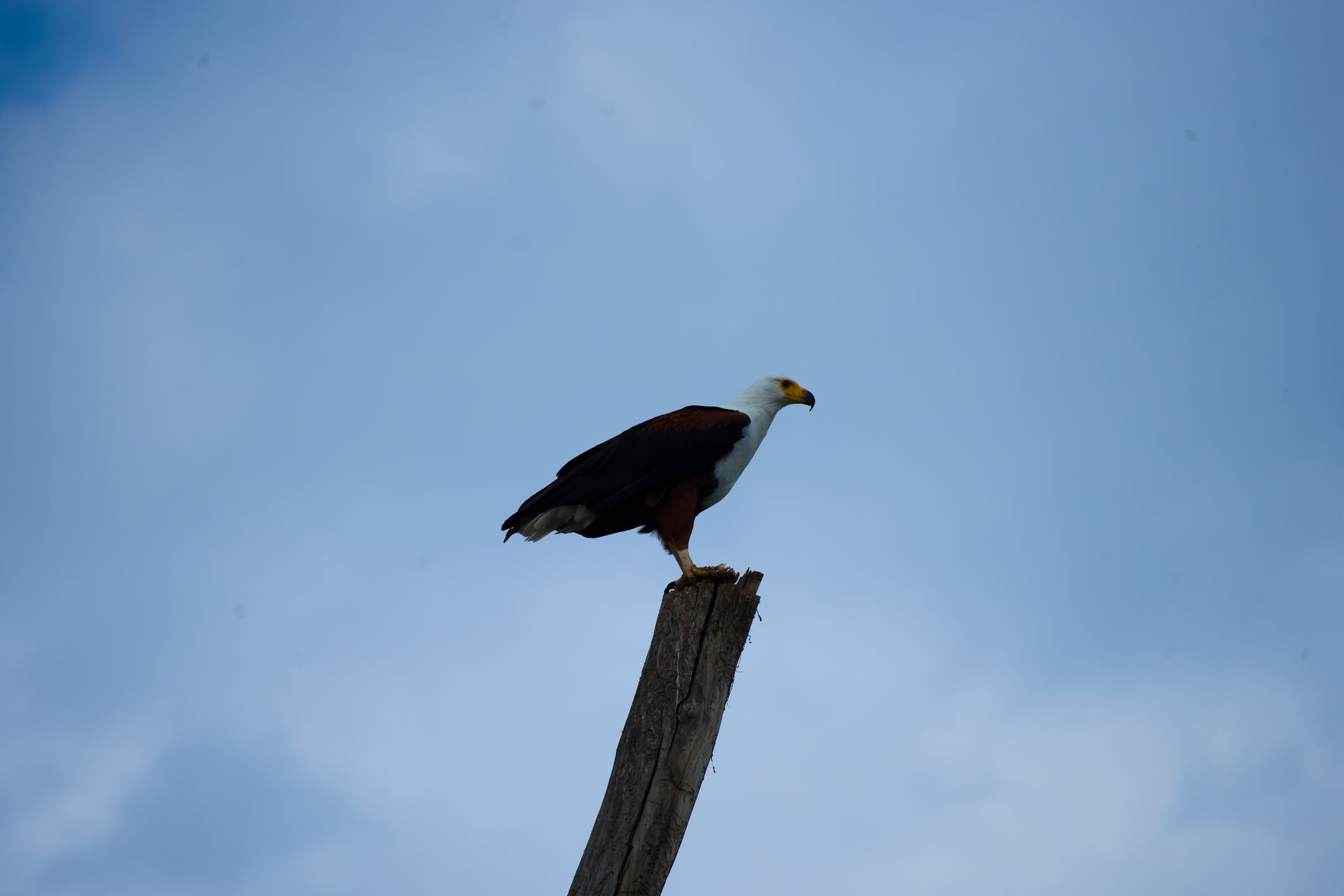 Masai Mara, photograph 34 of 187