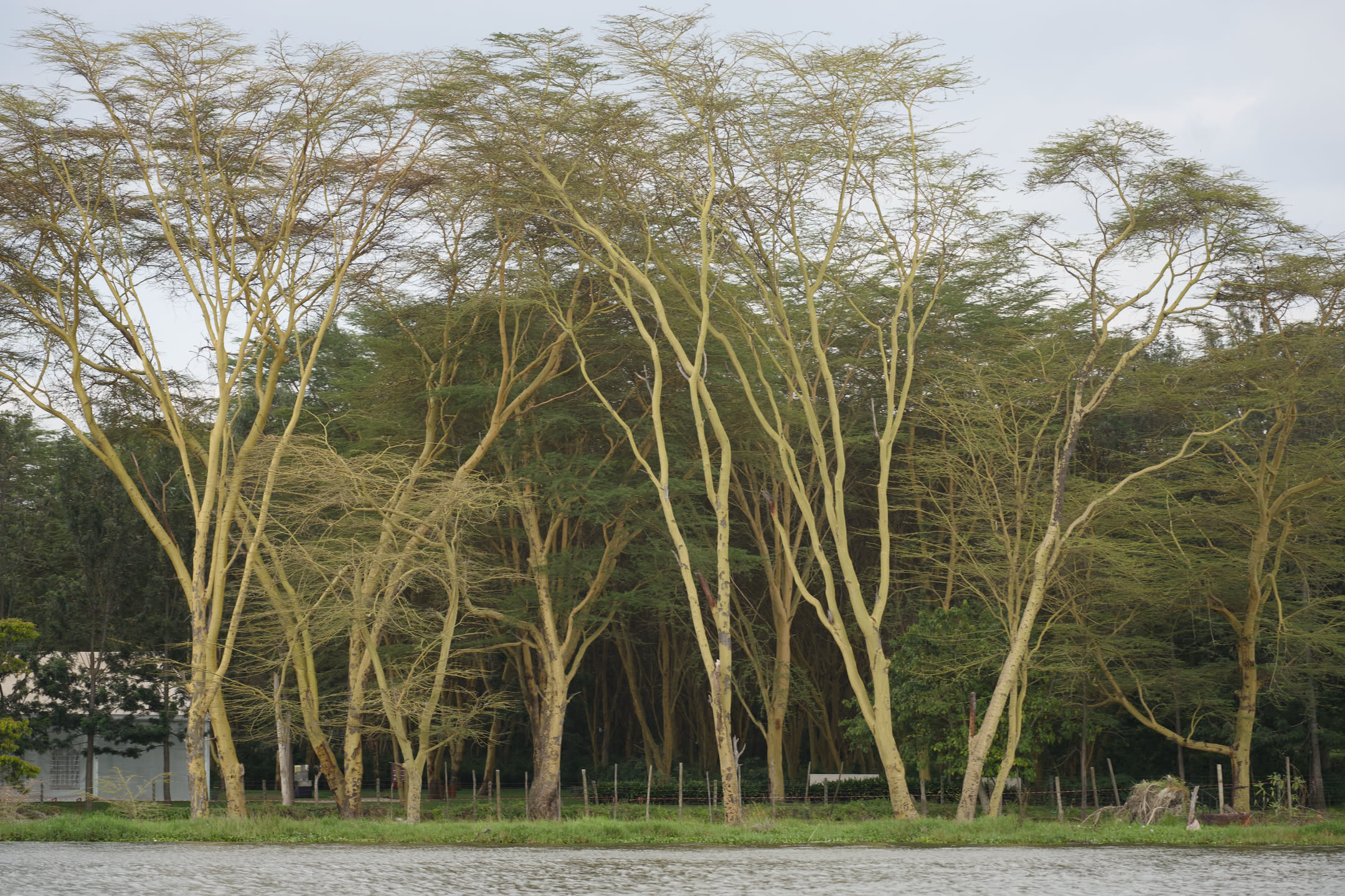 Masai Mara, photograph 30 of 187