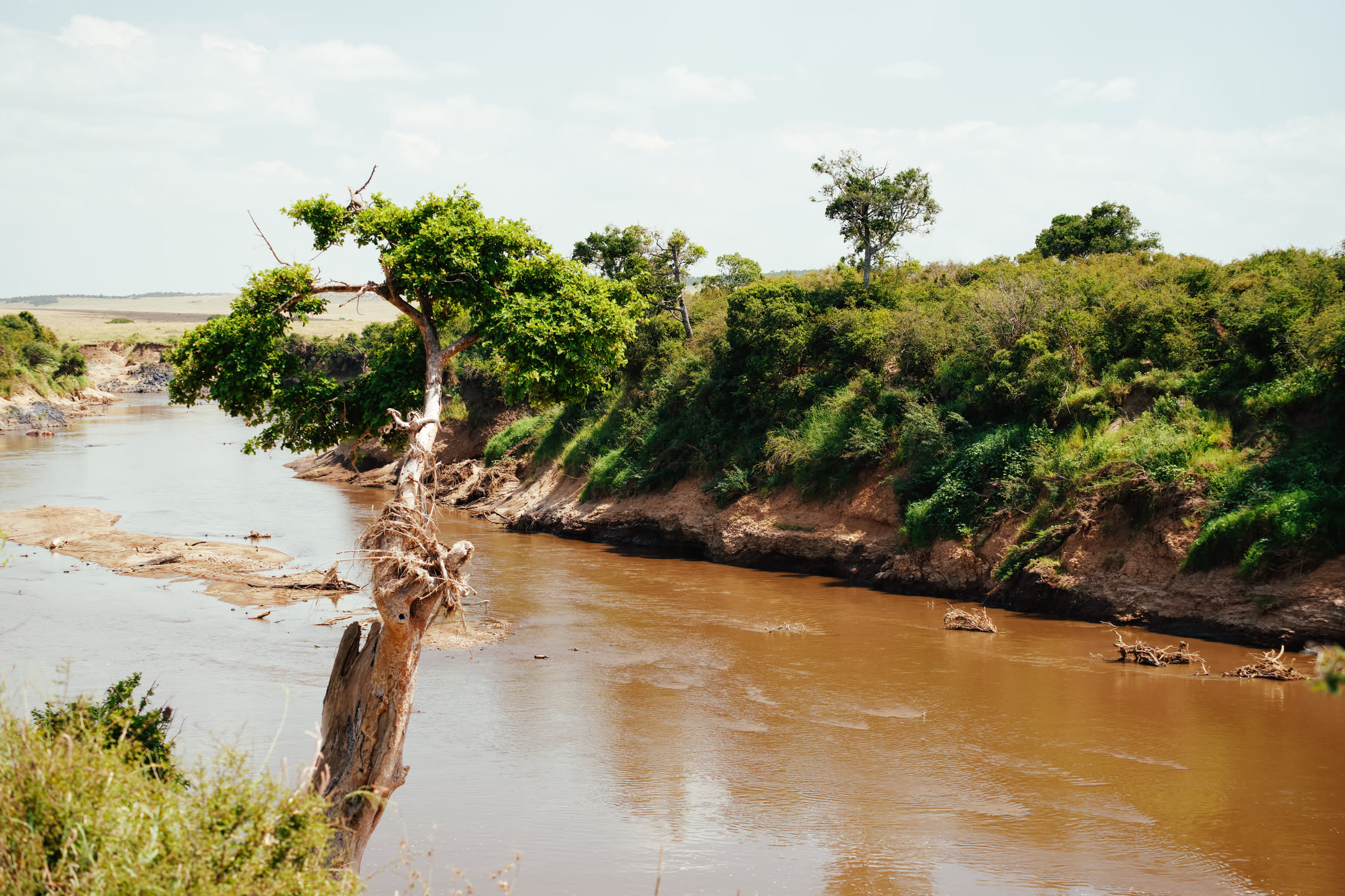 Masai Mara, photograph 4