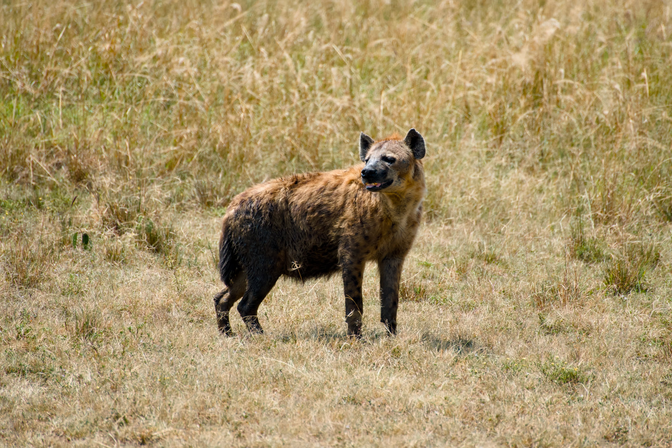 Masai Mara, photograph 3