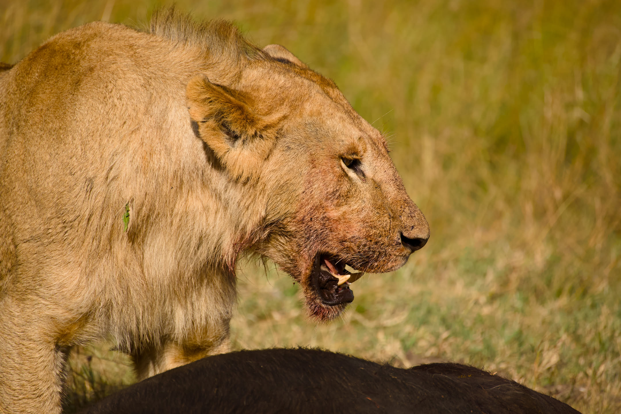 Masai Mara, photograph 84 of 187