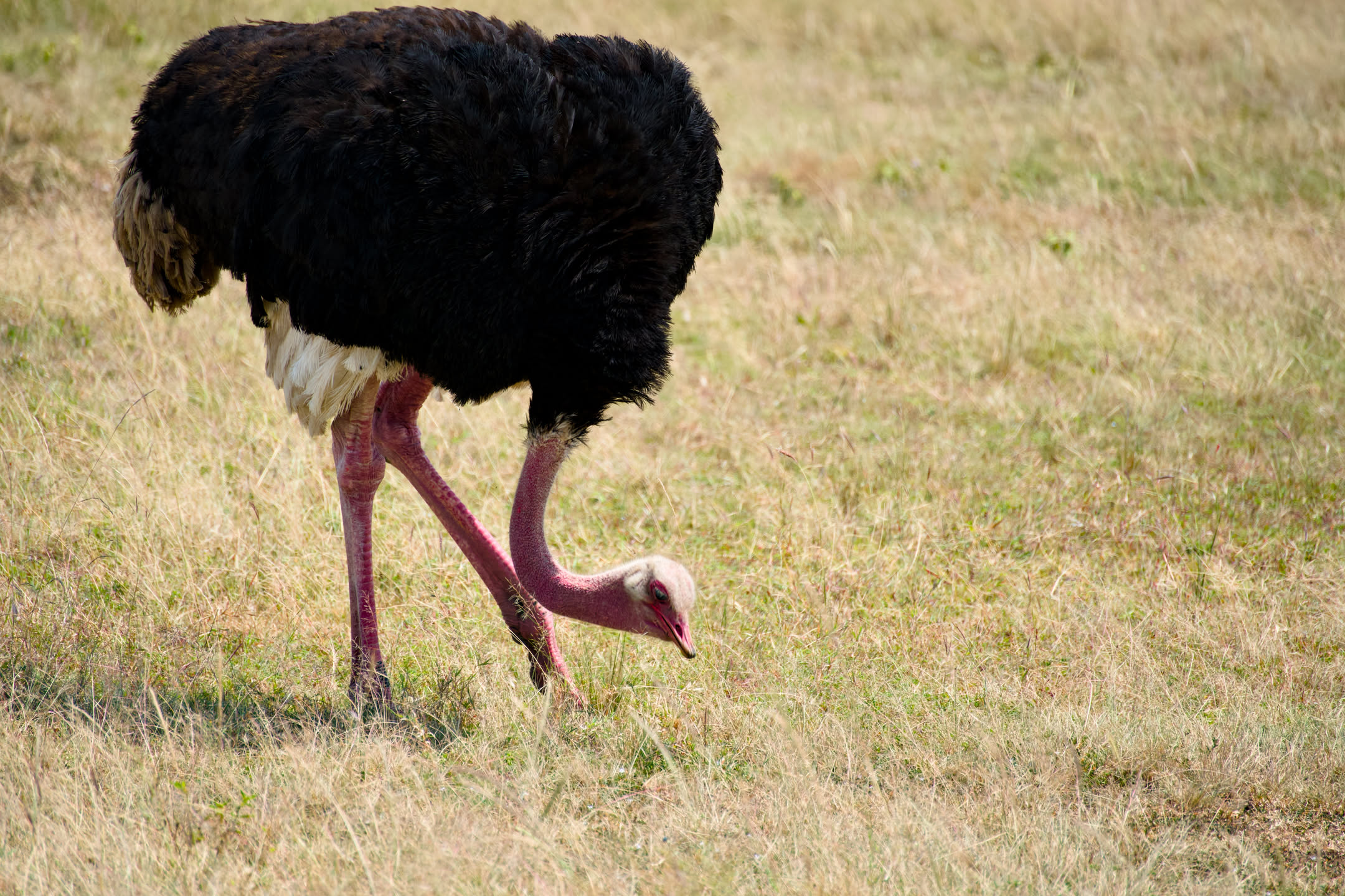 Masai Mara, photograph 114 of 187