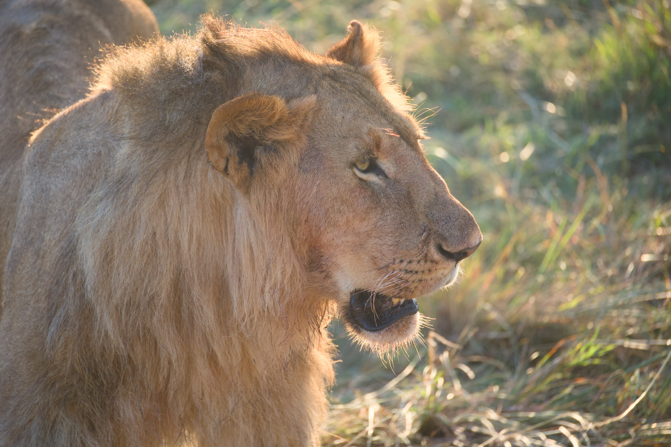 Masai Mara, photograph 55 of 187