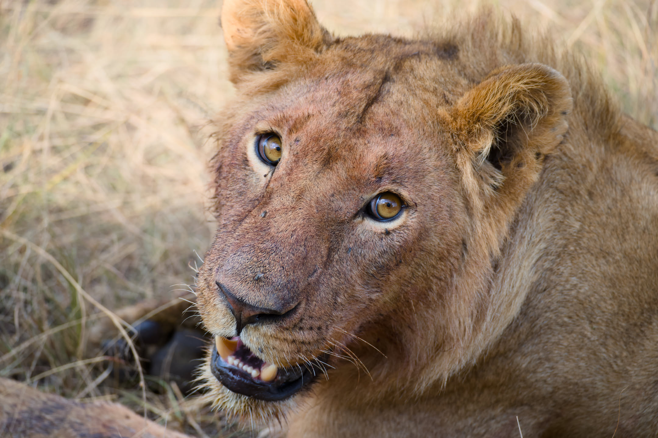 Masai Mara, photograph 8