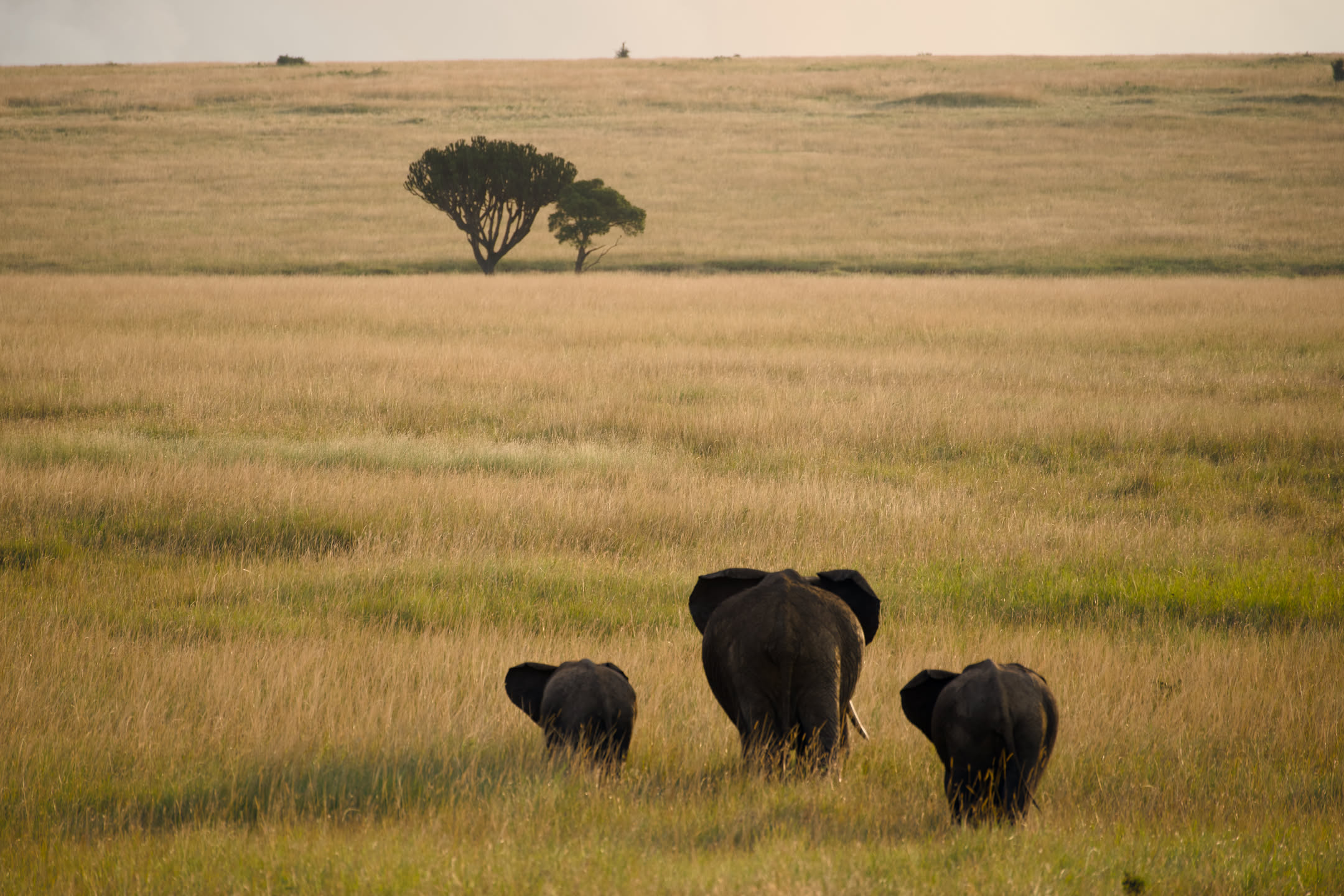 Masai Mara, photograph 168 of 187
