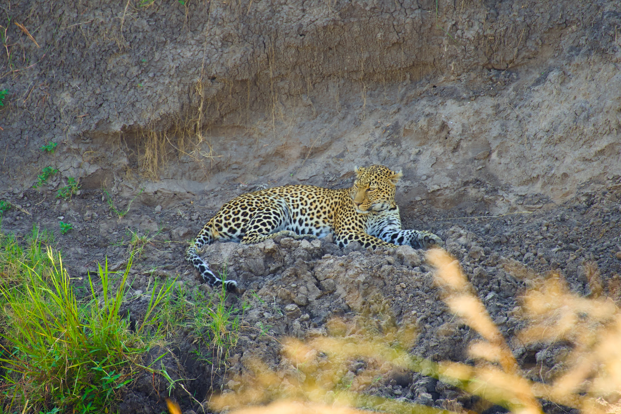 Masai Mara, photograph 139 of 187