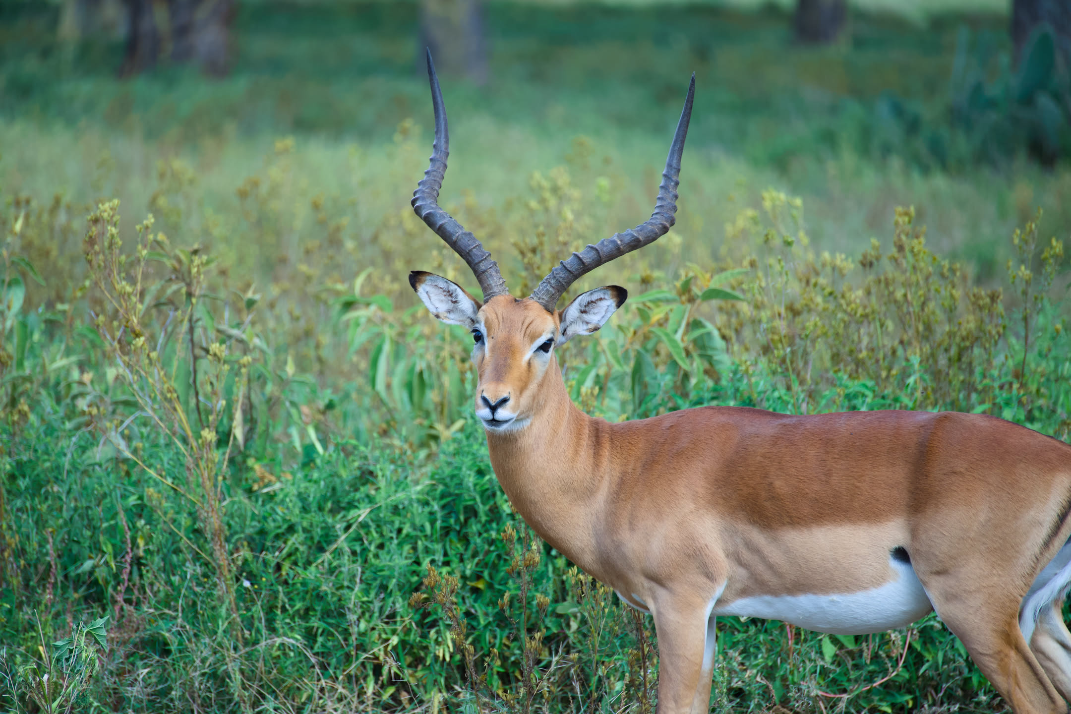 Masai Mara, photograph 15 of 187