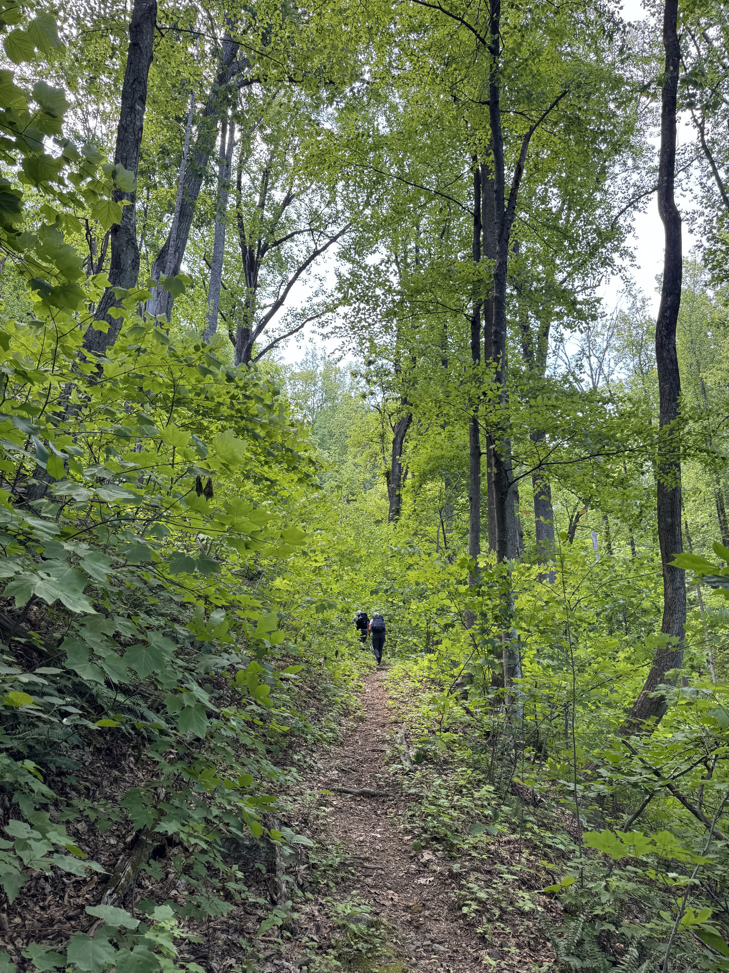 Virginia, photograph 2 of 3