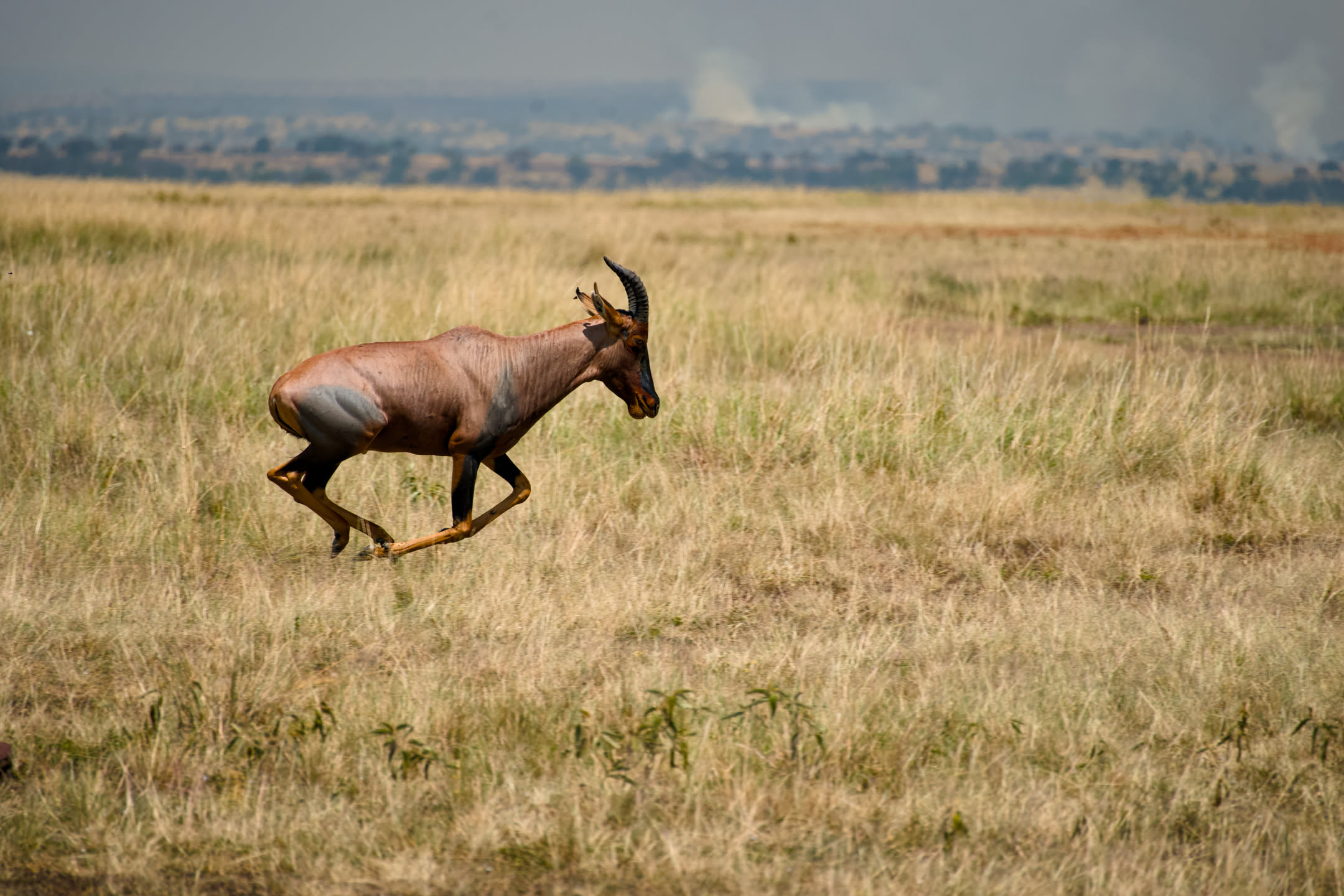 Masai Mara, photograph 4