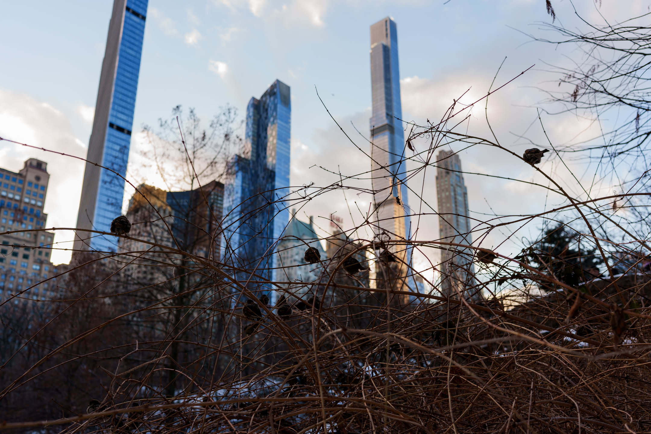 Central Park, photograph 10 of 20