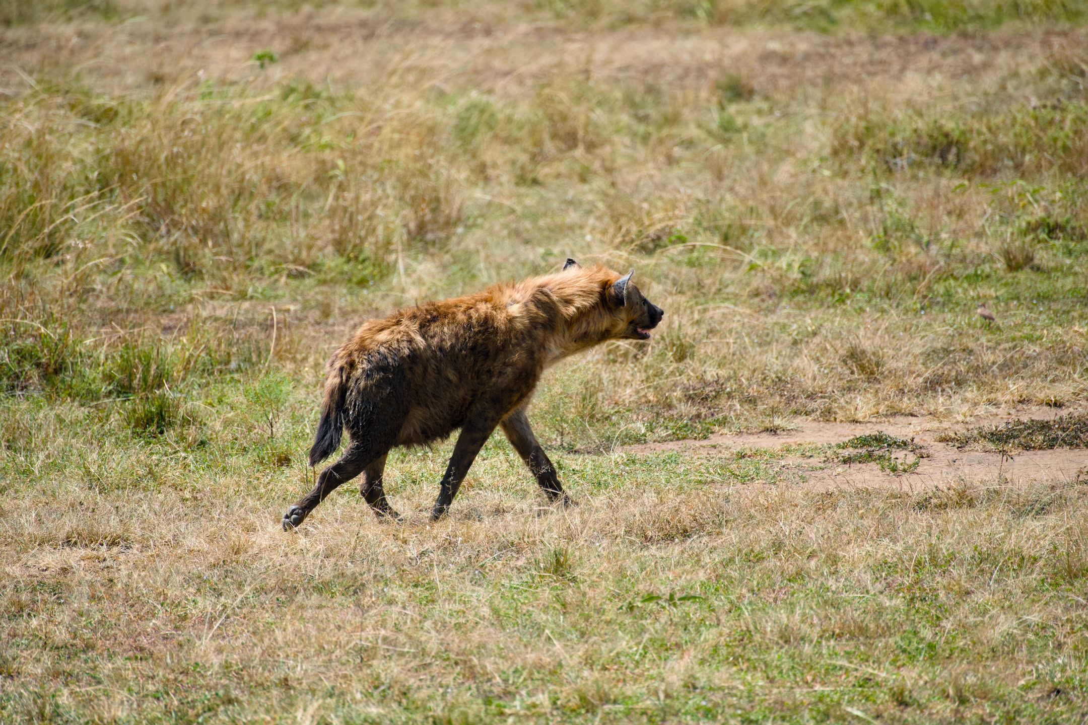 Masai Mara, photograph 118 of 187