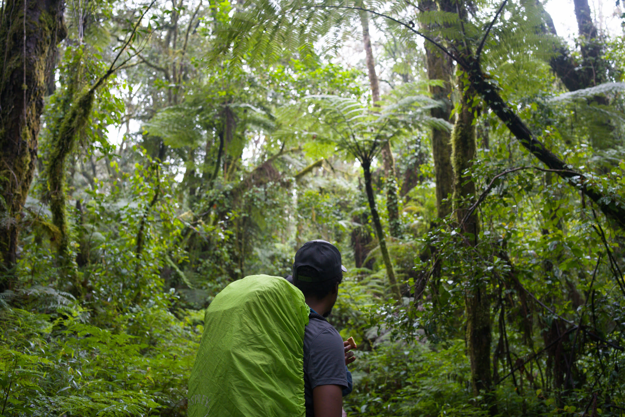 Kilimanjaro, photograph 26 of 45