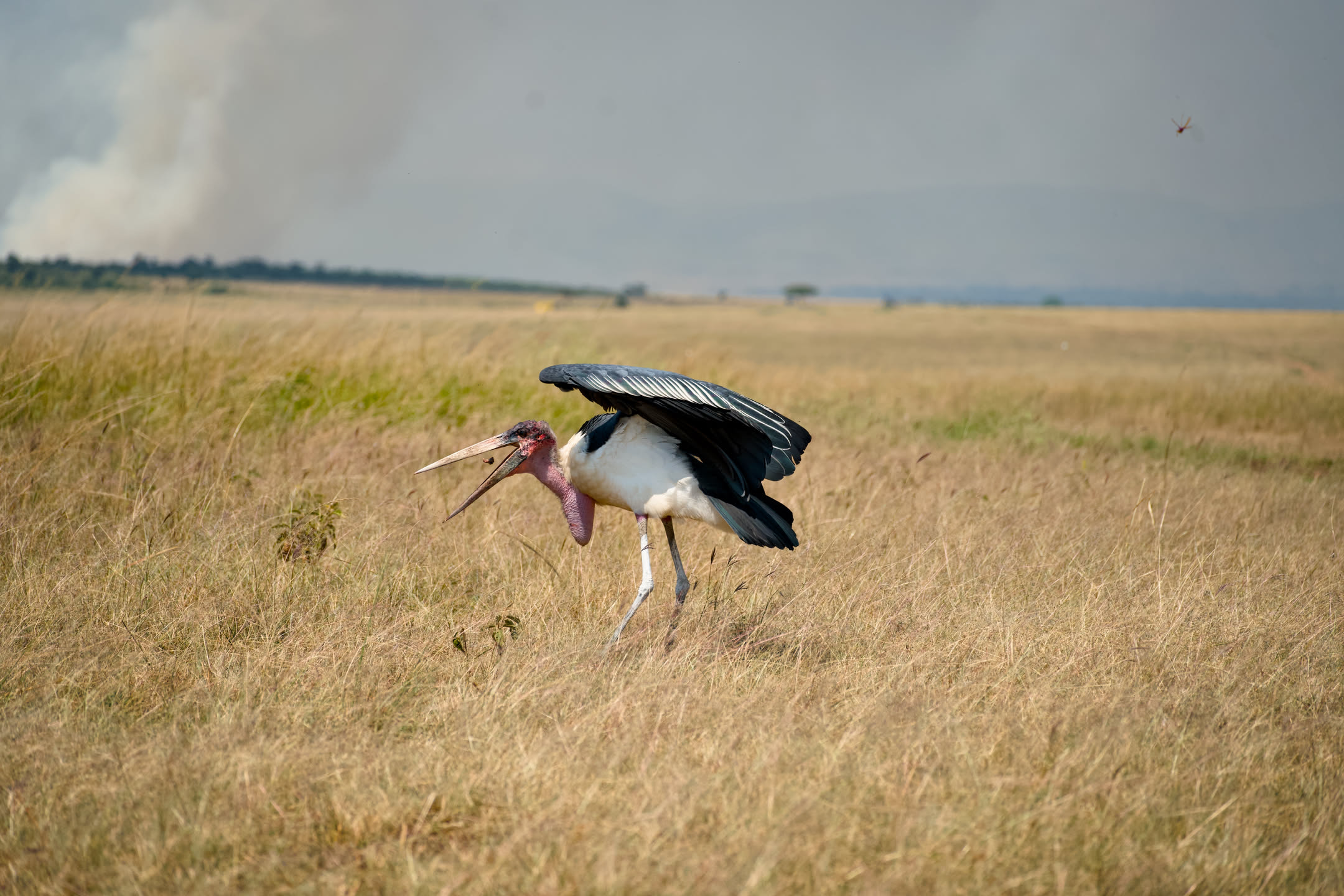 Masai Mara, photograph 2