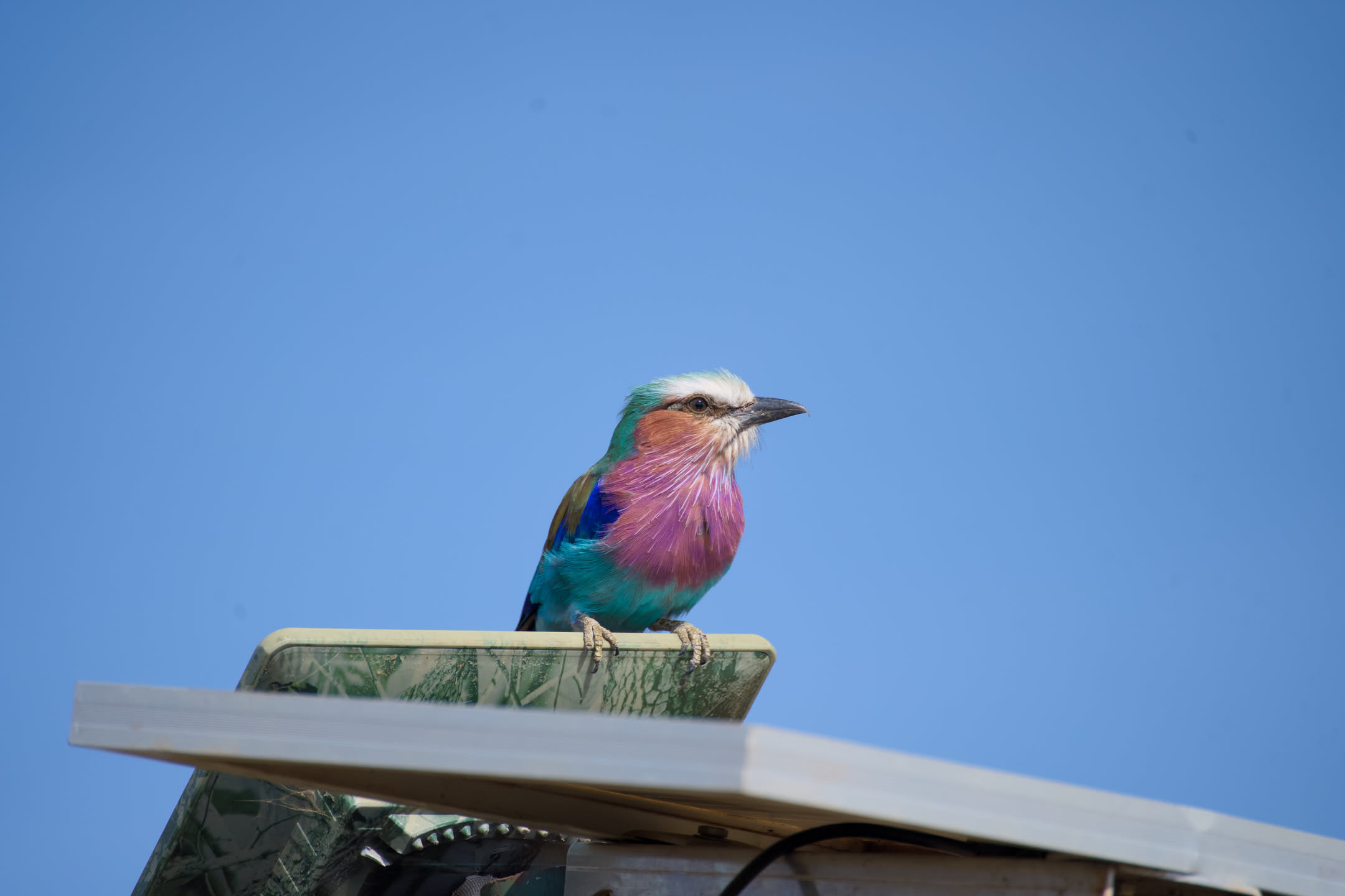 Masai Mara, photograph 3