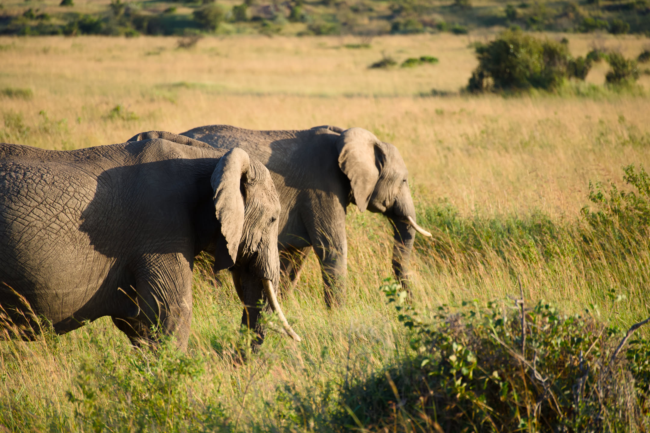 Masai Mara, photograph 2