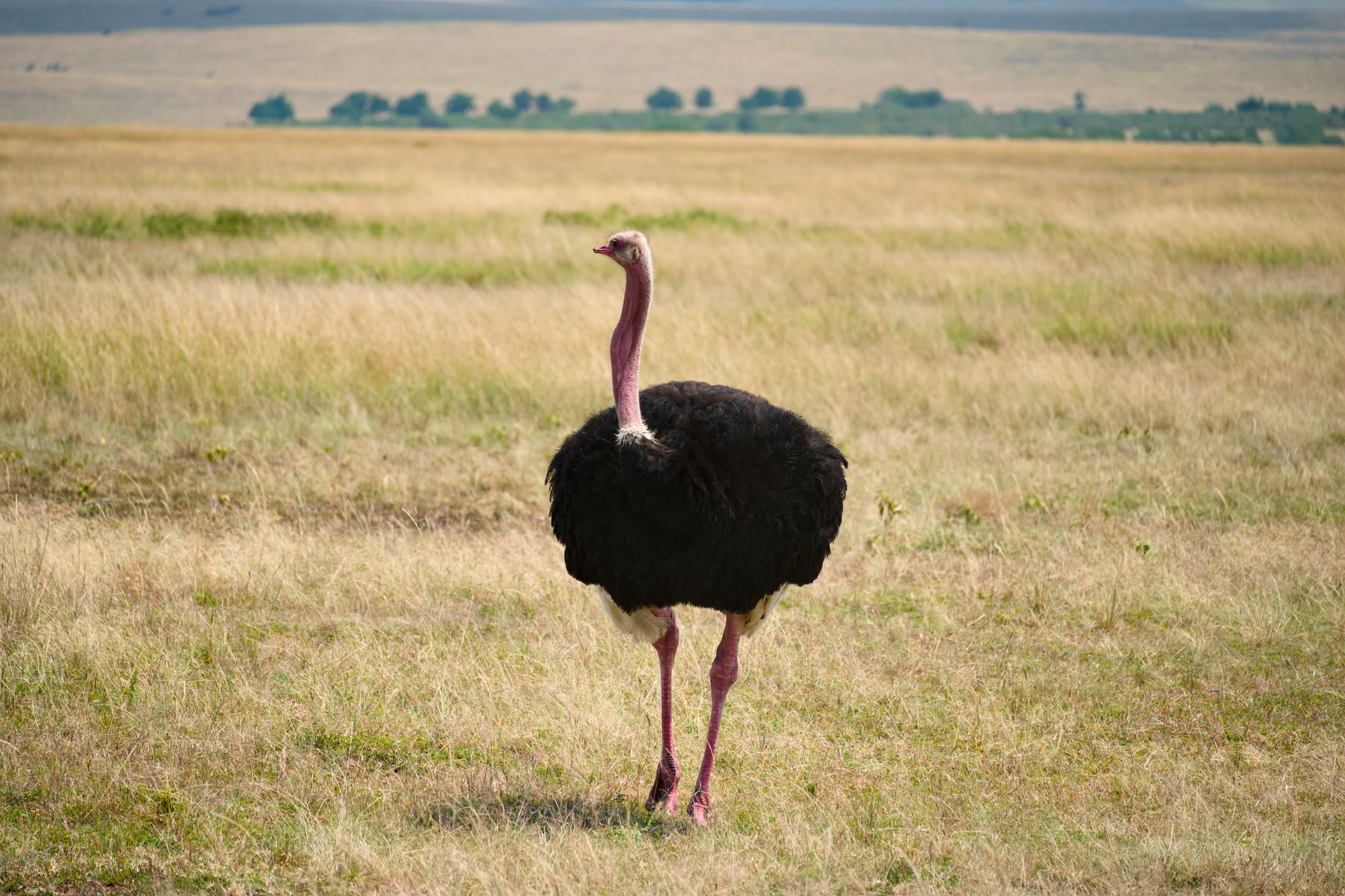 Masai Mara, photograph 115 of 187
