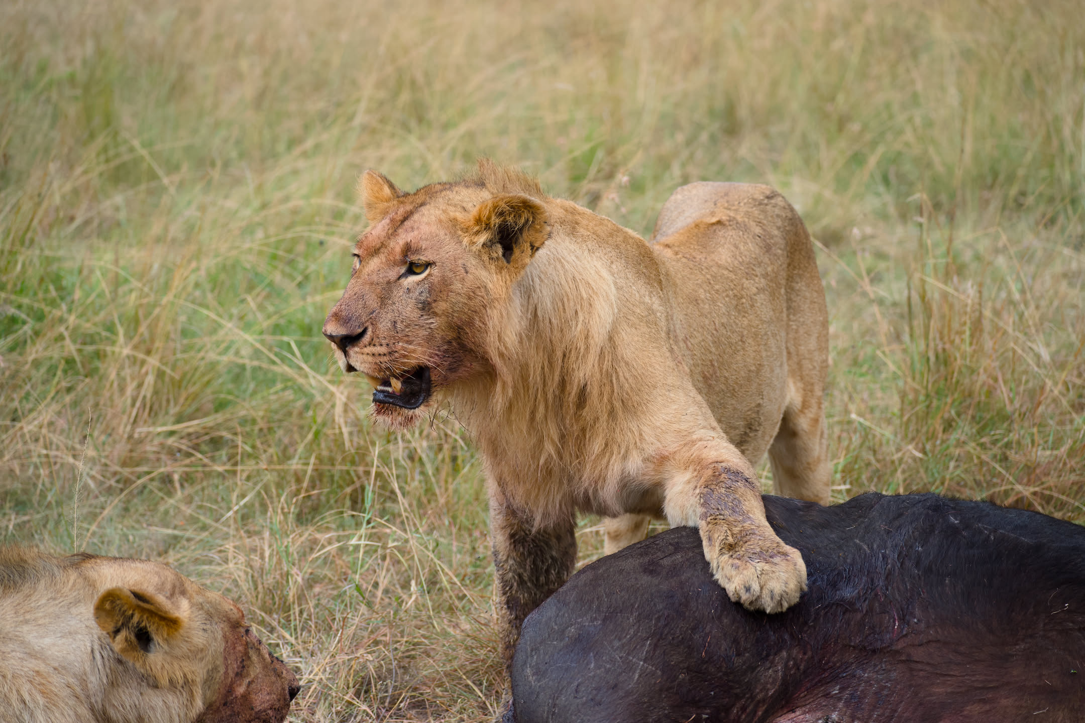 Masai Mara, photograph 91 of 187