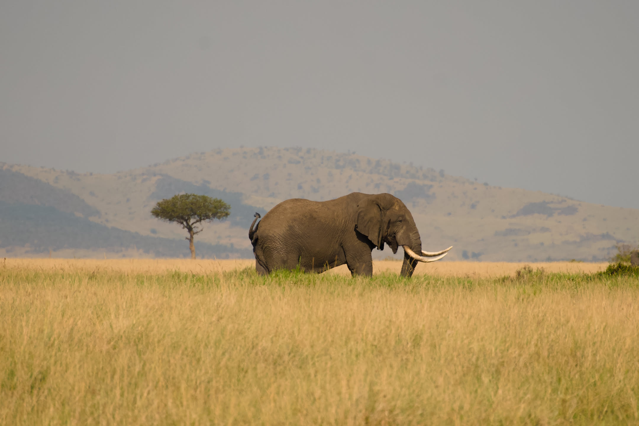 Masai Mara, photograph 10