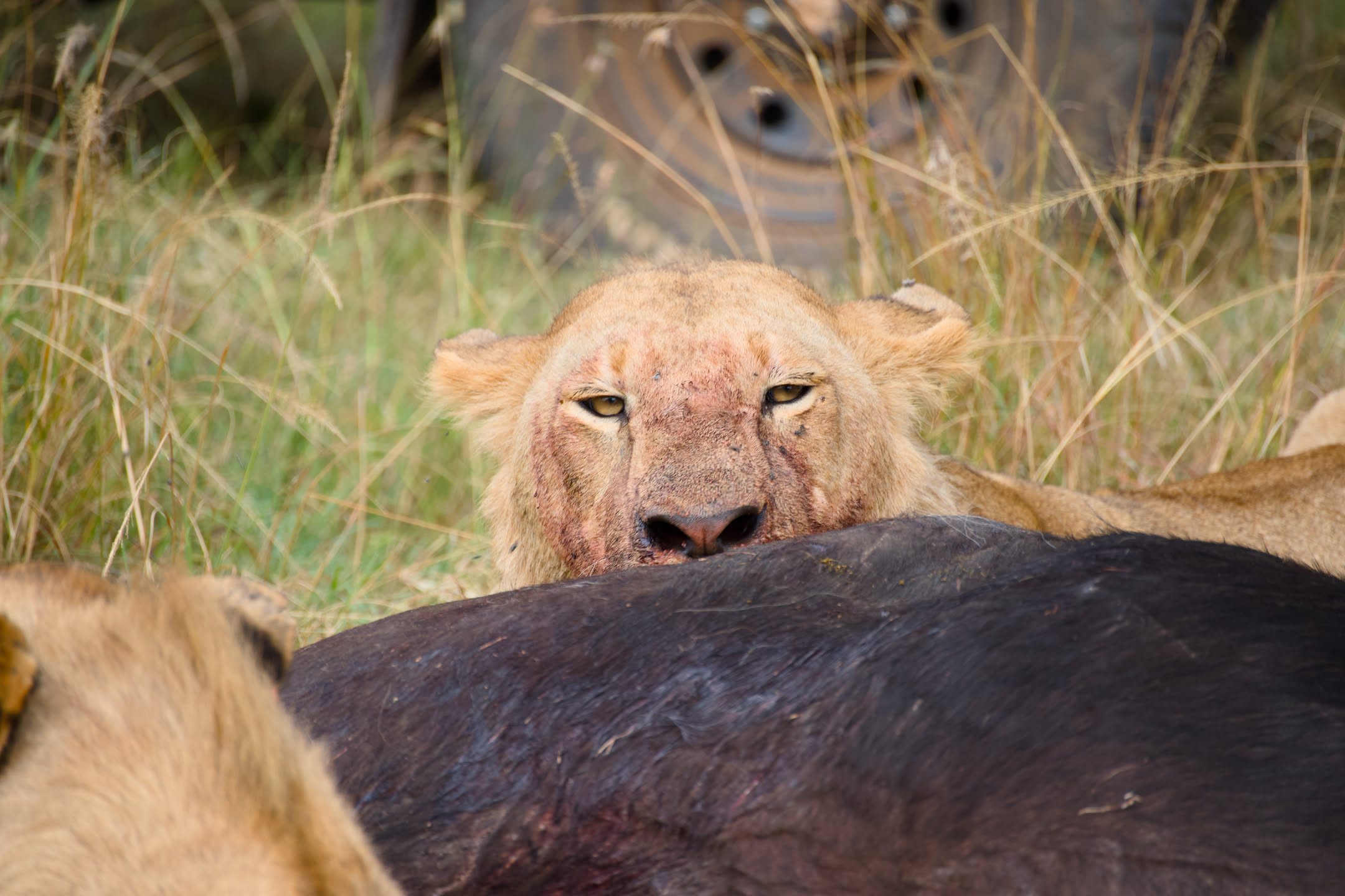Masai Mara, photograph 89 of 187