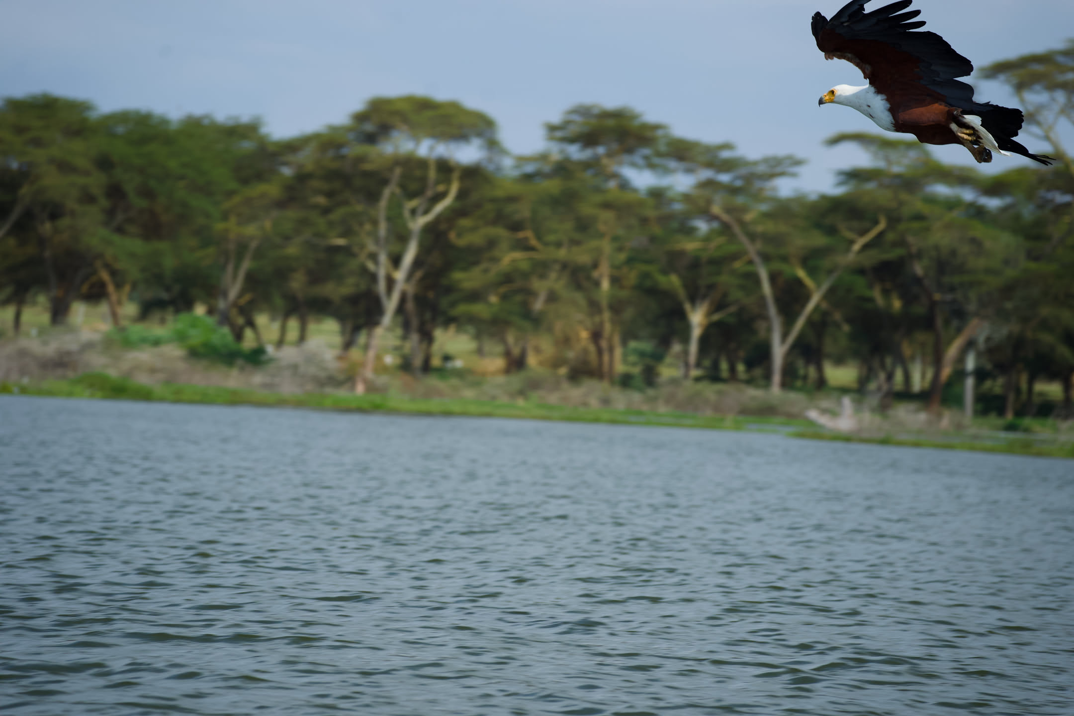 Masai Mara, photograph 1