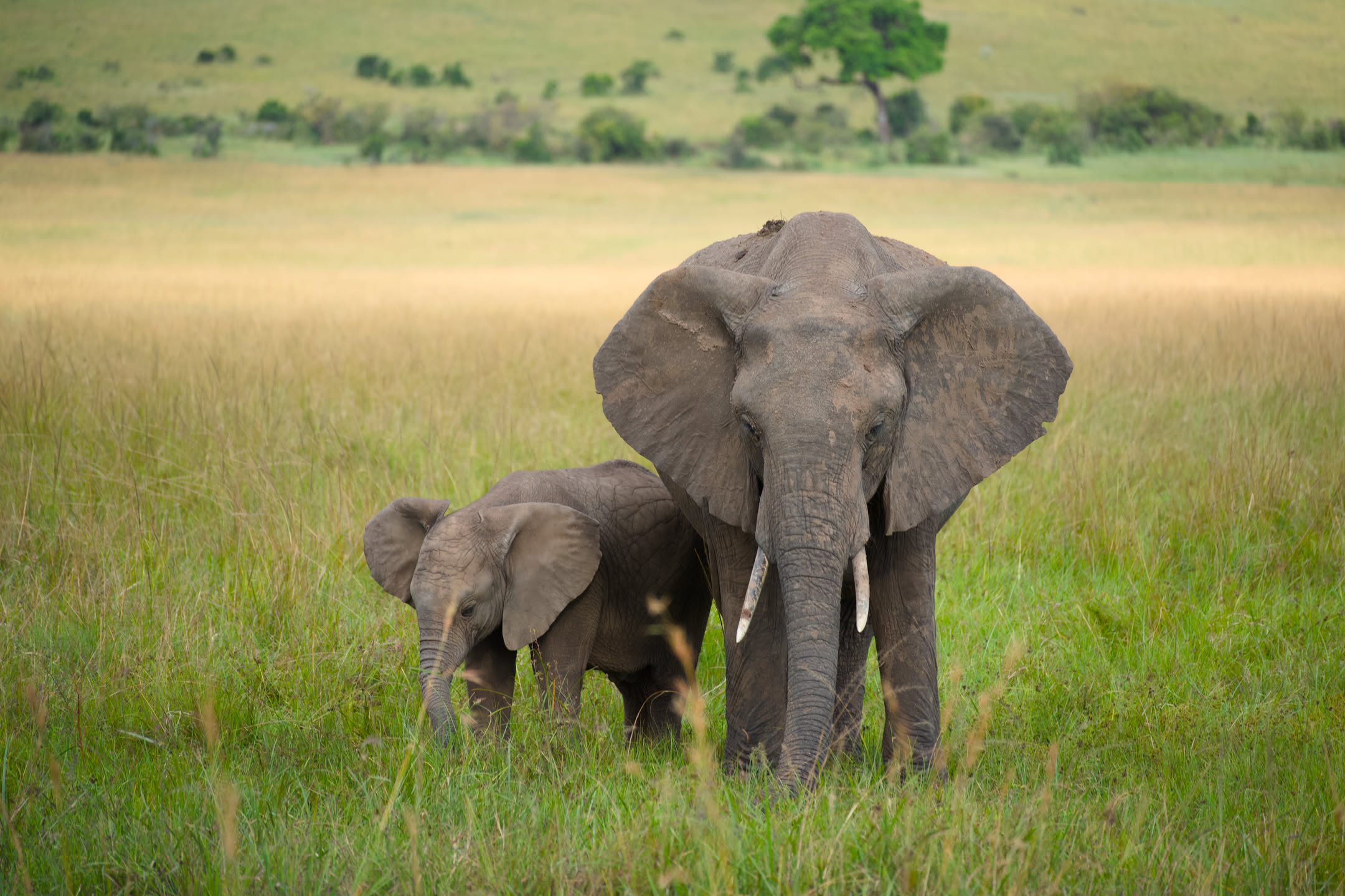 Masai Mara, photograph 62 of 187