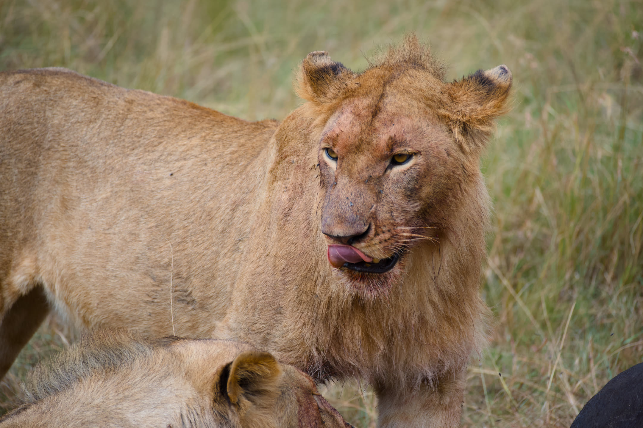 Masai Mara, photograph 93 of 187