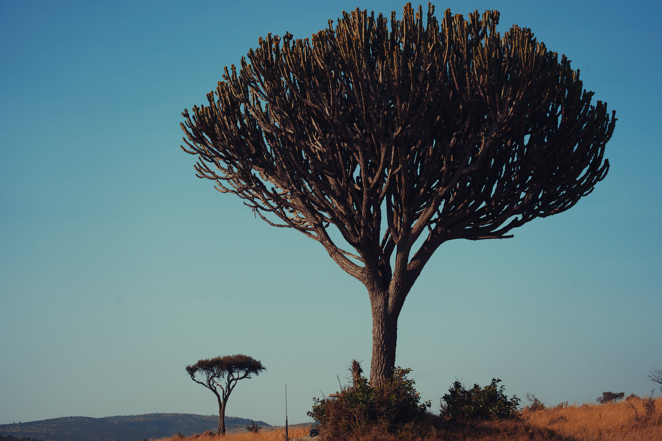 Masai Mara, photograph 2