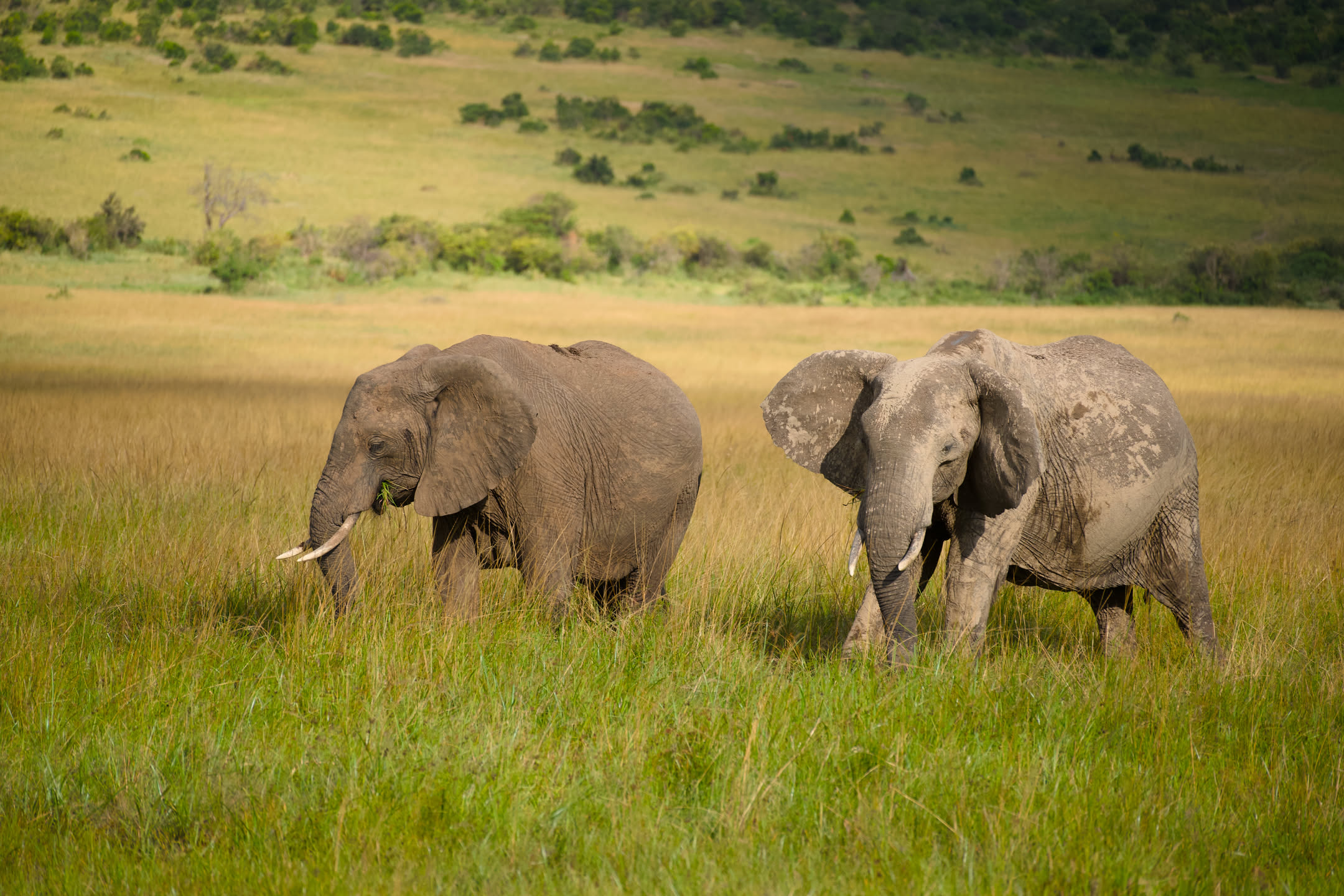 Masai Mara, photograph 80 of 187