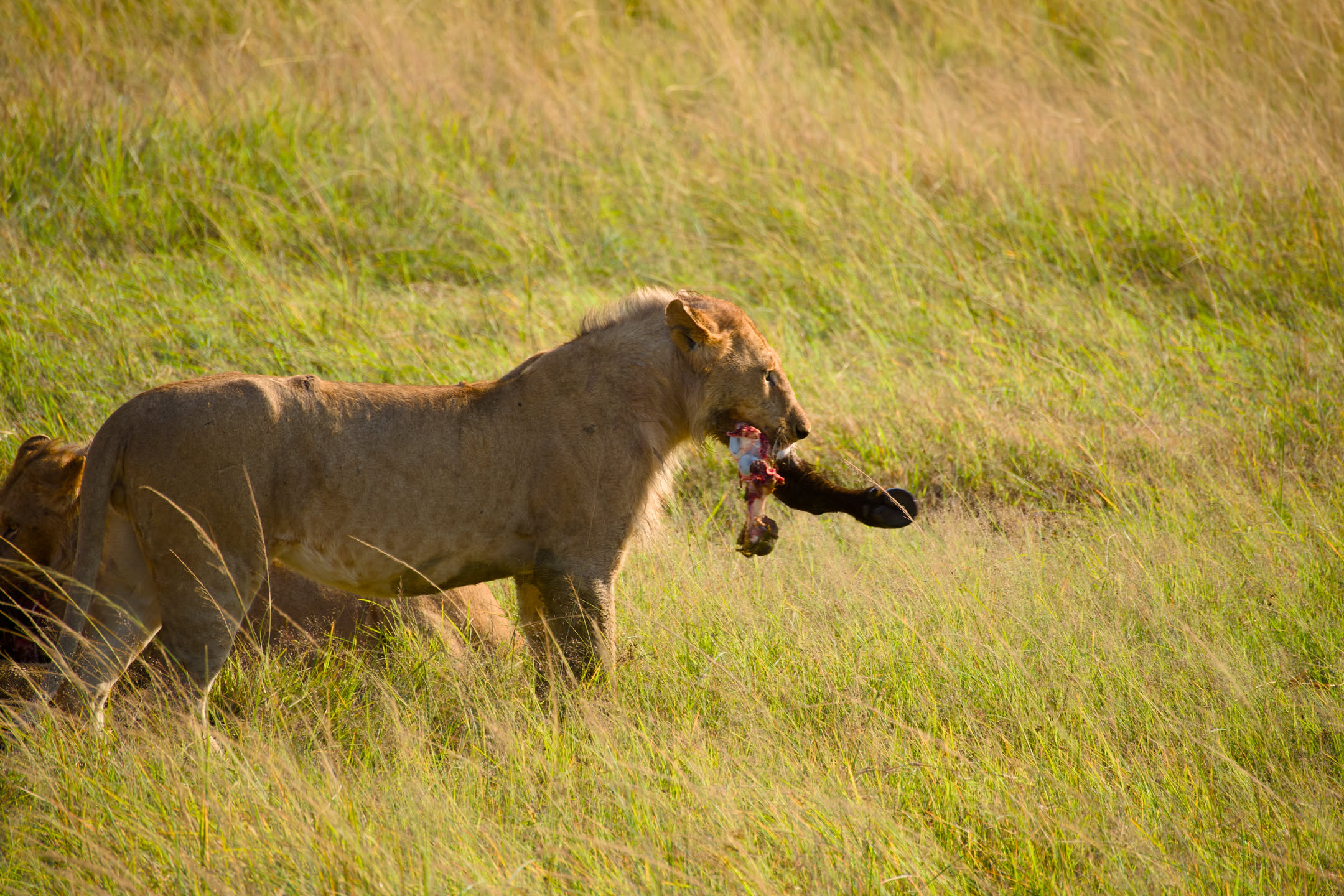 Masai Mara, photograph 152 of 187