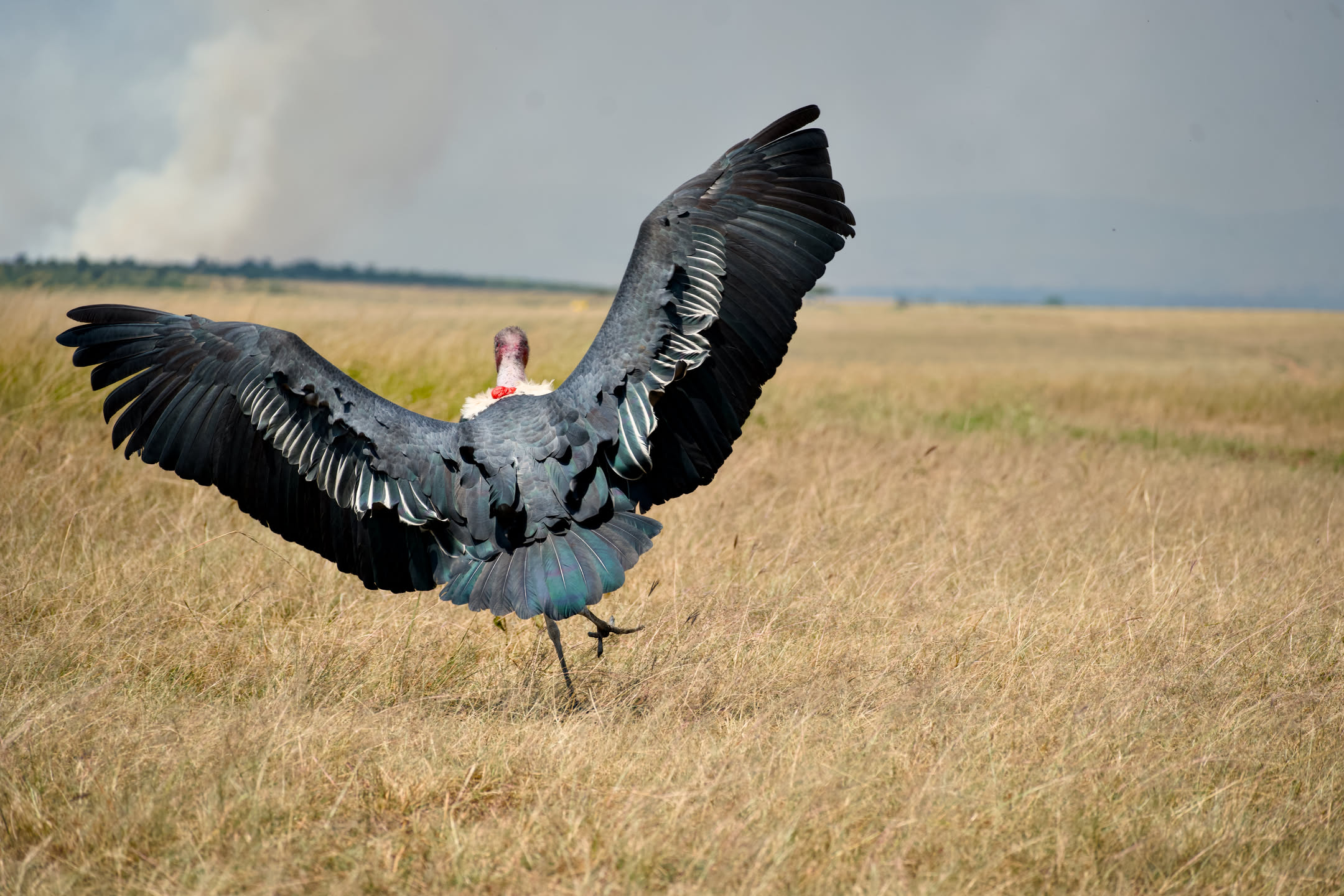Masai Mara, photograph 109 of 187