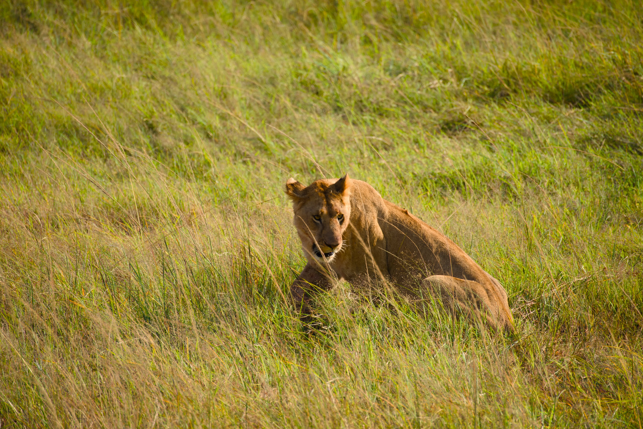 Masai Mara, photograph 154 of 187
