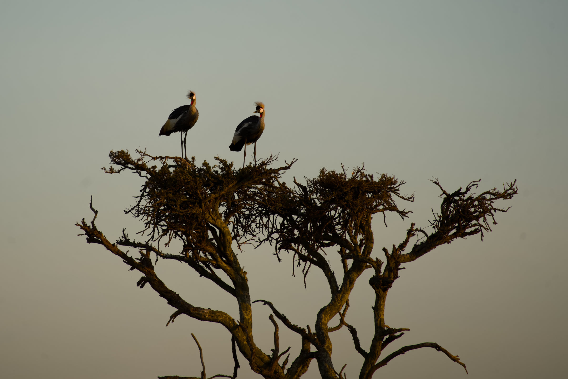 Masai Mara, photograph 60 of 187