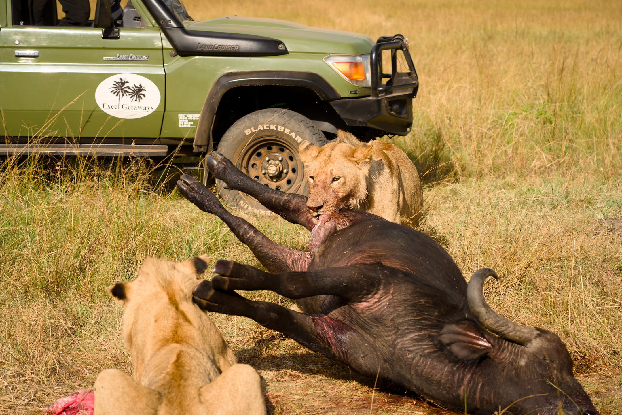 Masai Mara, photograph 2