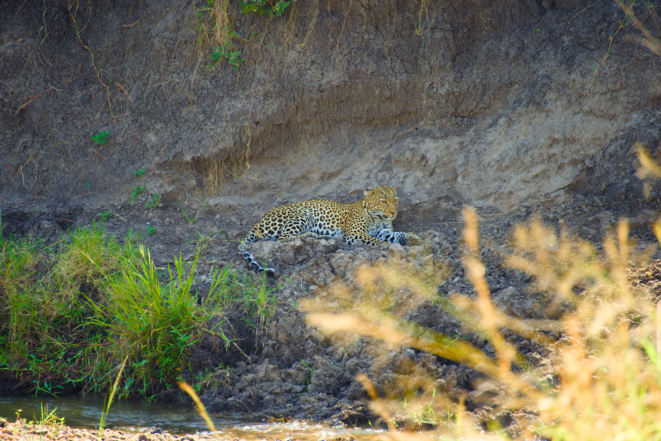Masai Mara, photograph 138 of 187