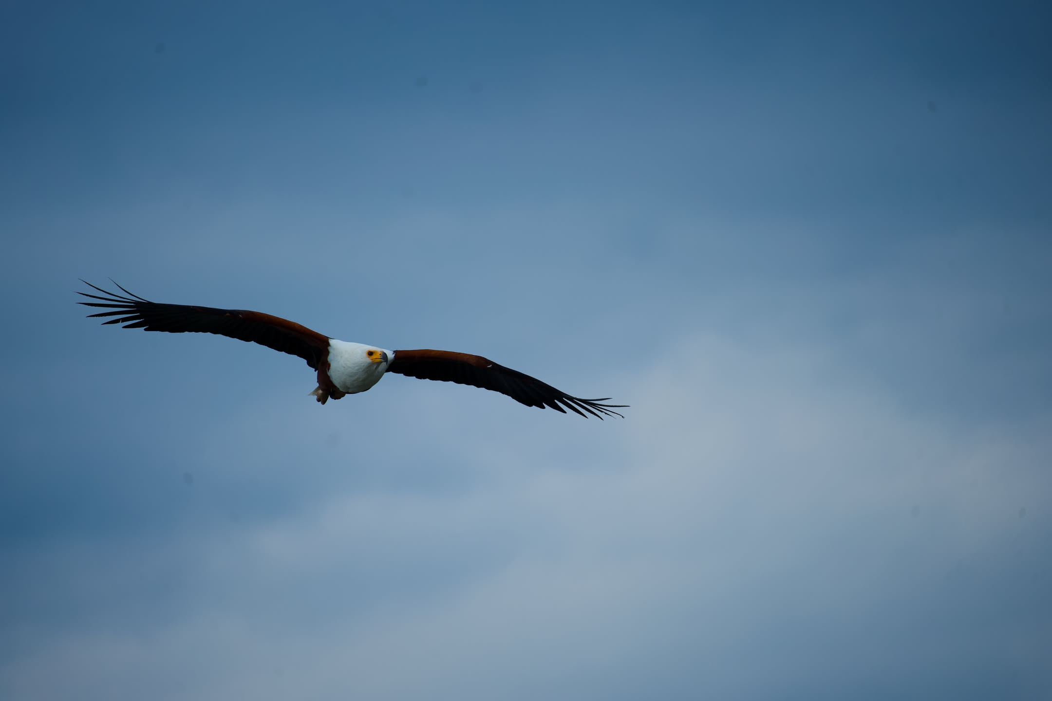 Masai Mara, photograph 25 of 187