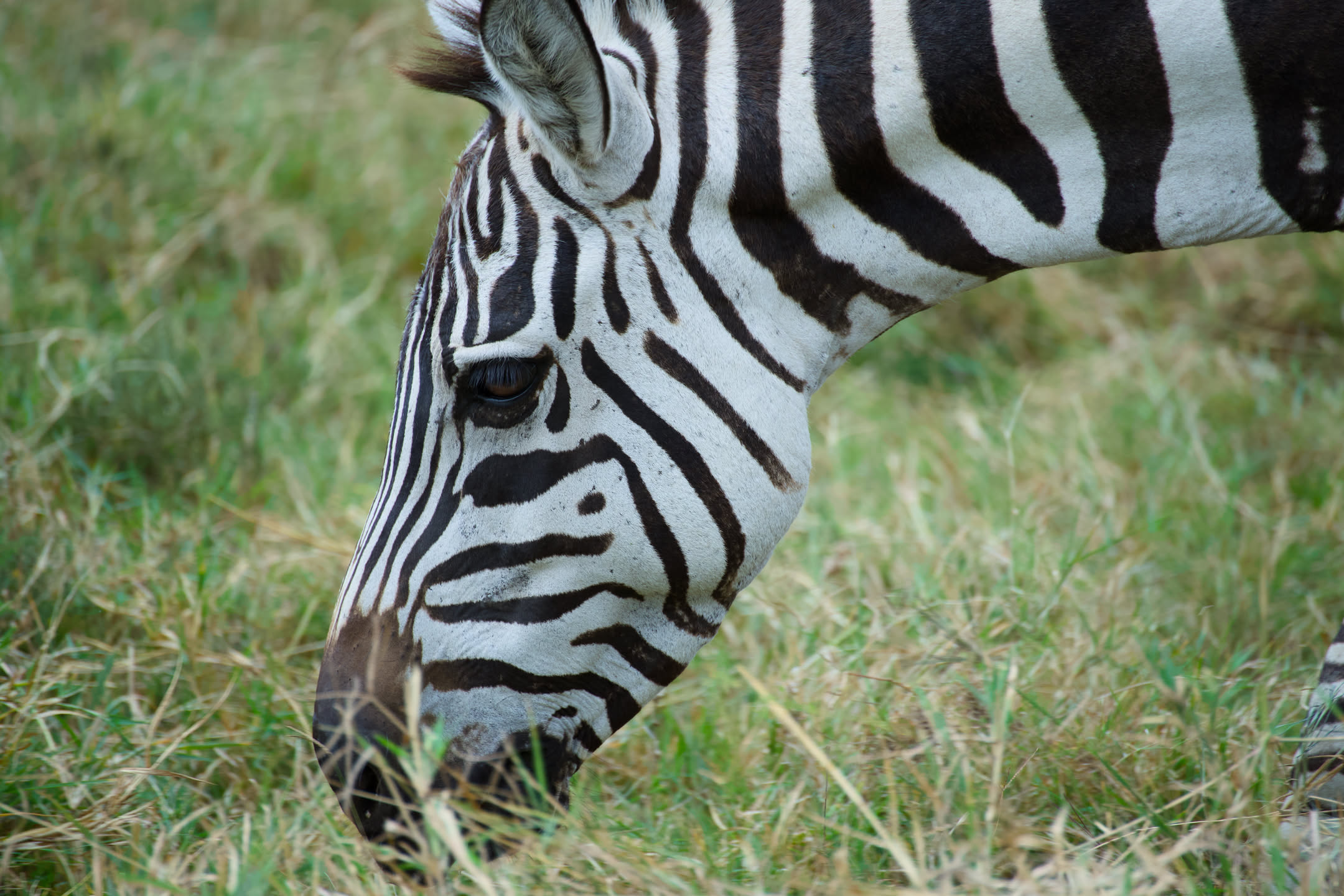 Masai Mara, photograph 19 of 187
