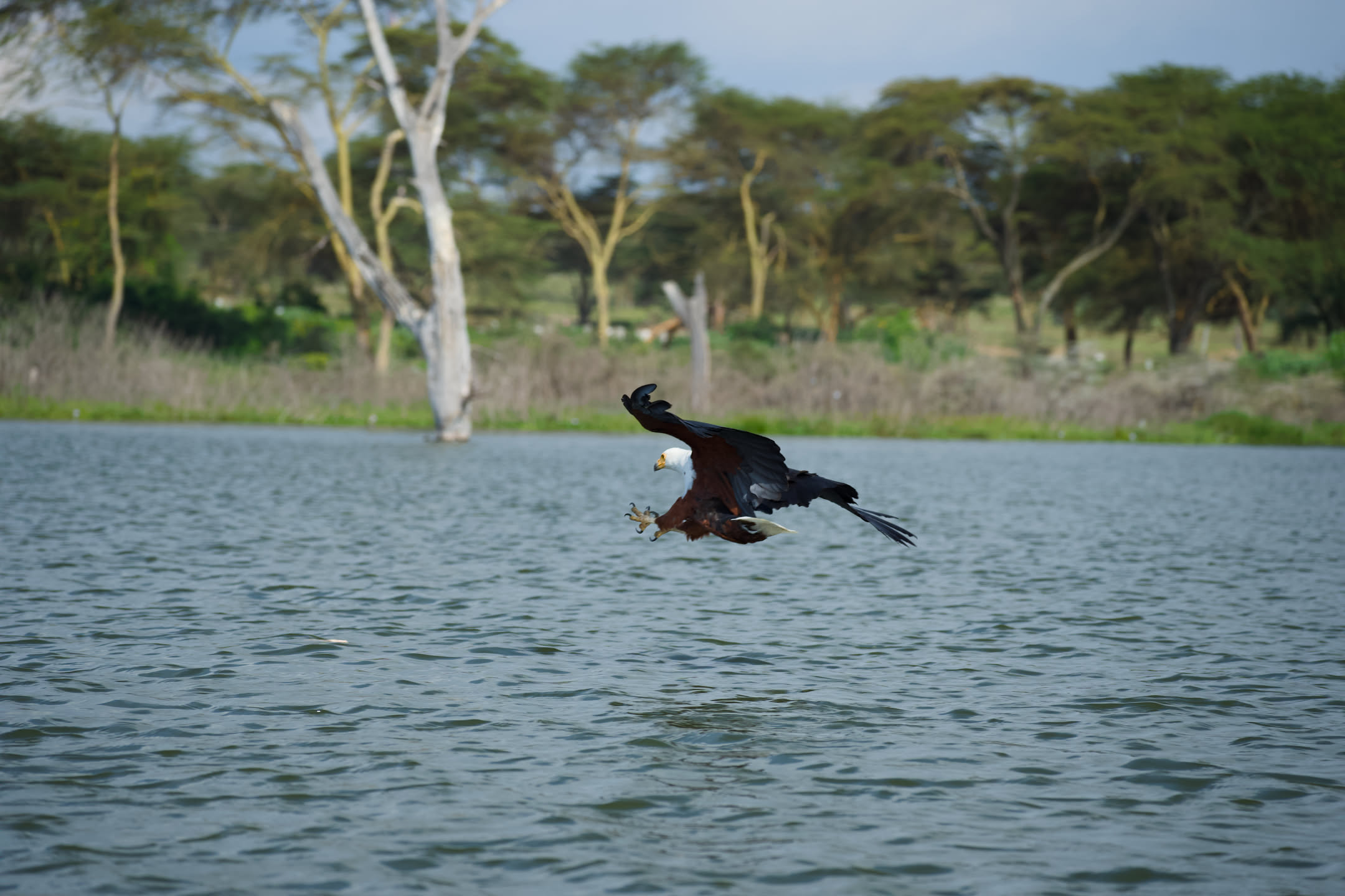 Masai Mara, photograph 3