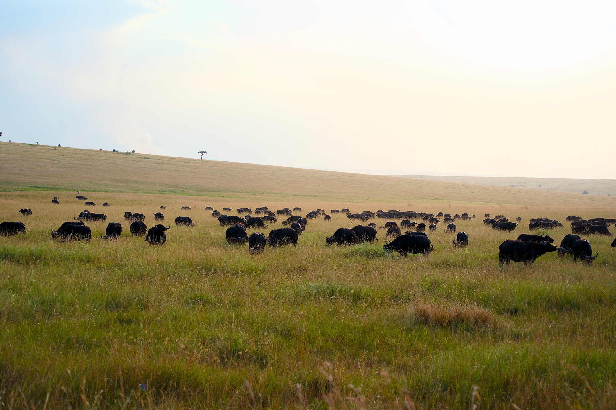 Masai Mara, photograph 176 of 187